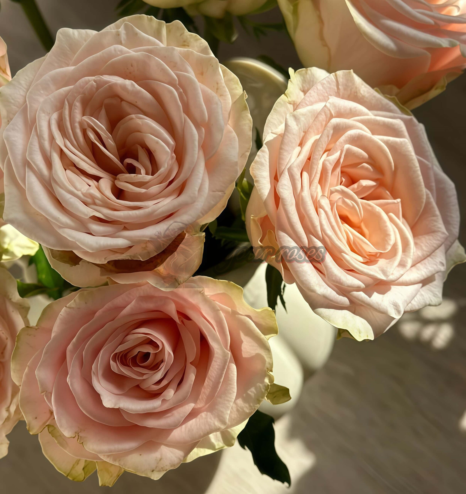 Capodimonte Rose plant丨Your roses