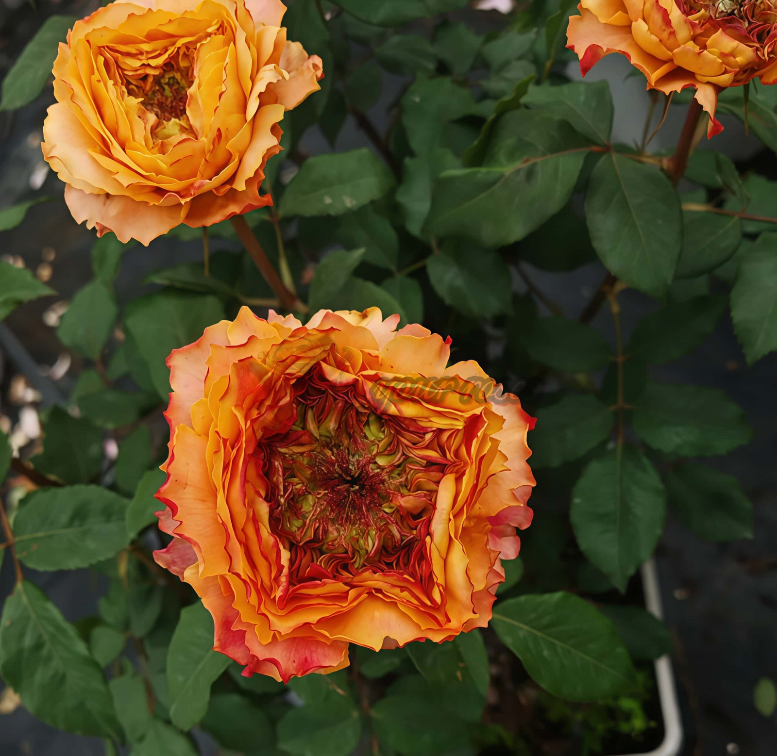 Caraluna Rose丨Your roses