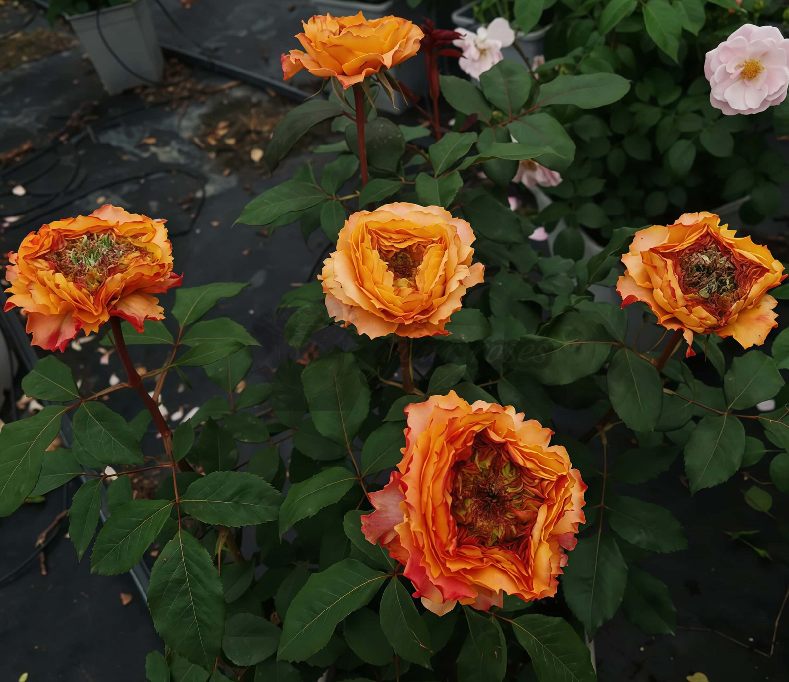 Caraluna Rose plant丨Your roses