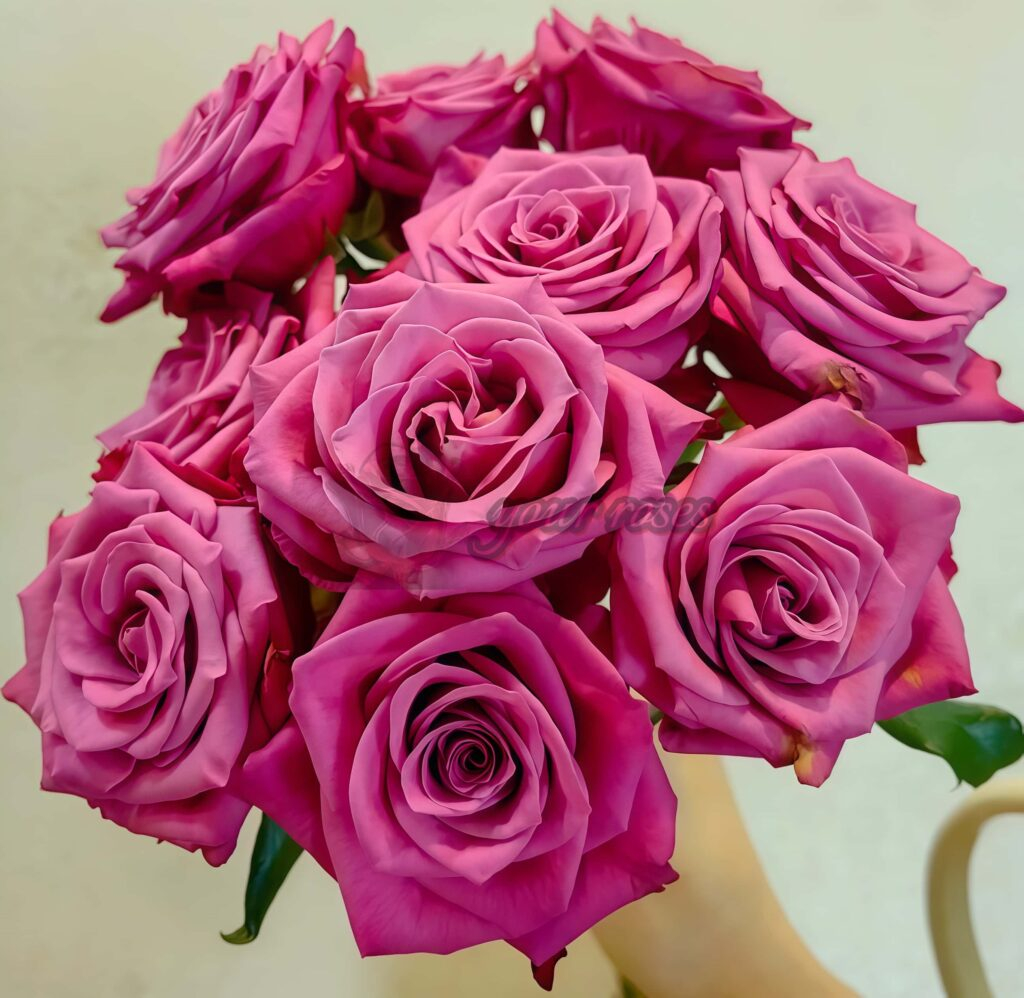 Cool Blue Rose Plant|酷蓝 -