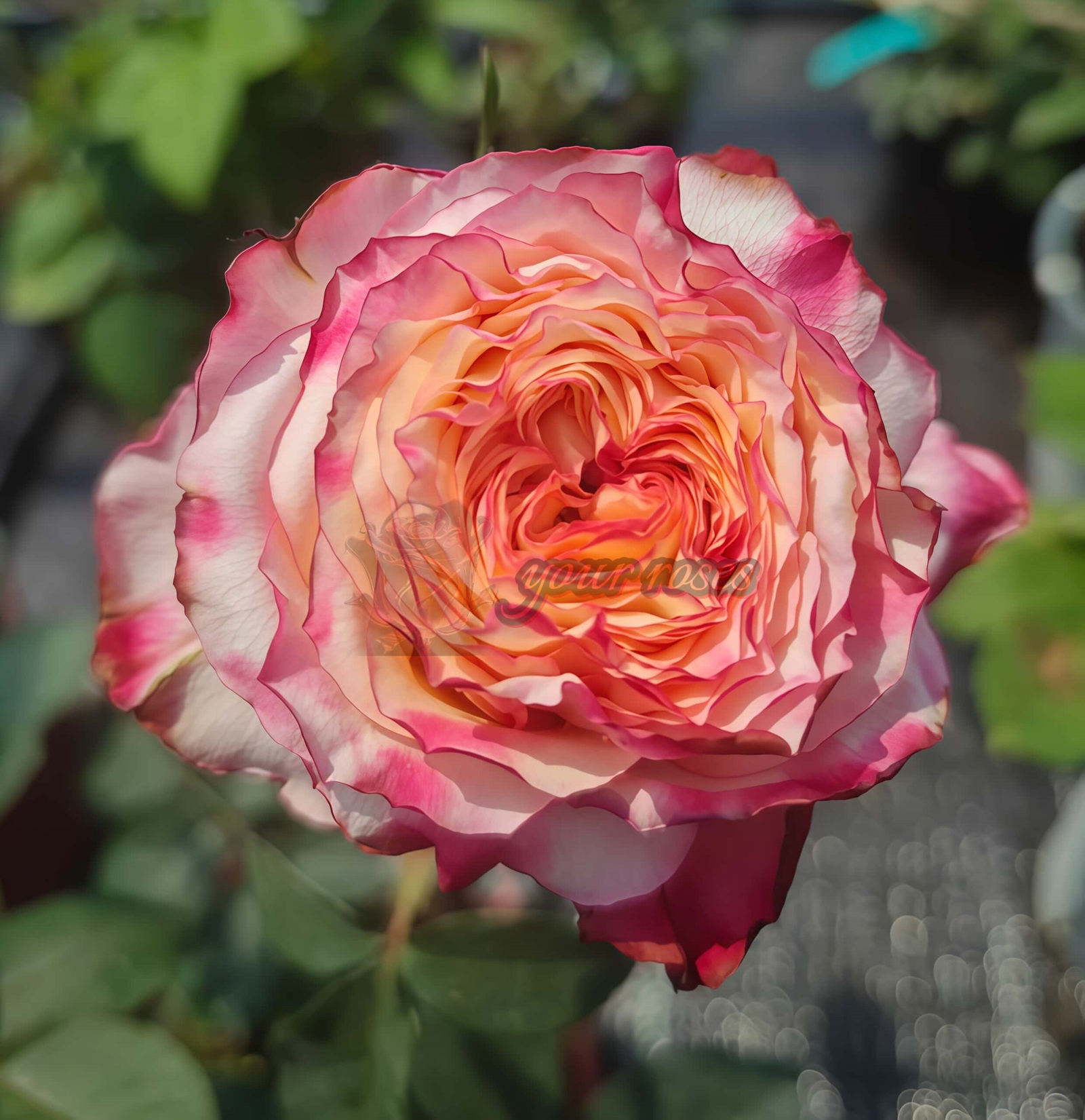 Country Spirit House Rose丨Your roses