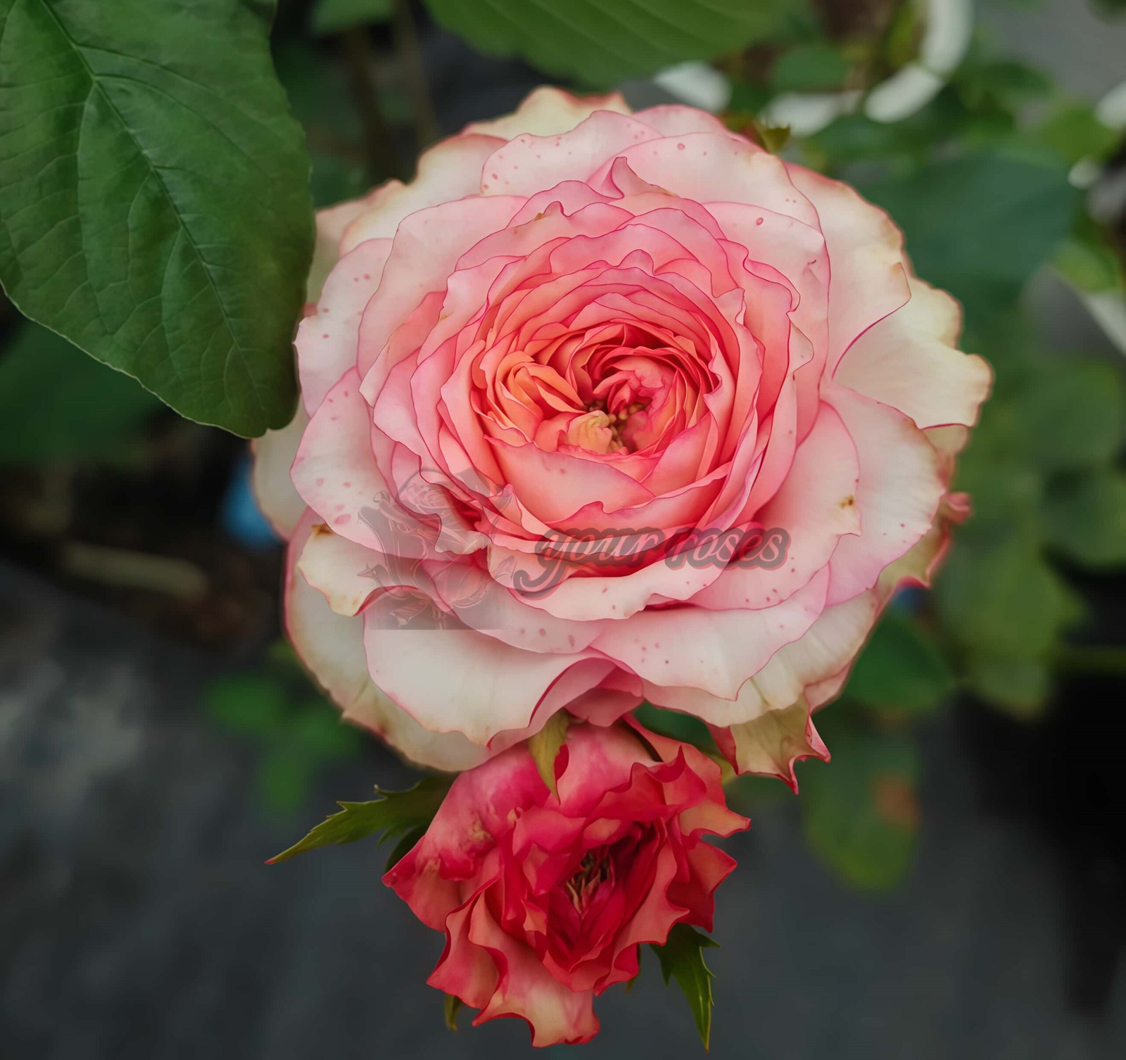Country Spirit House Rose plant丨Your roses