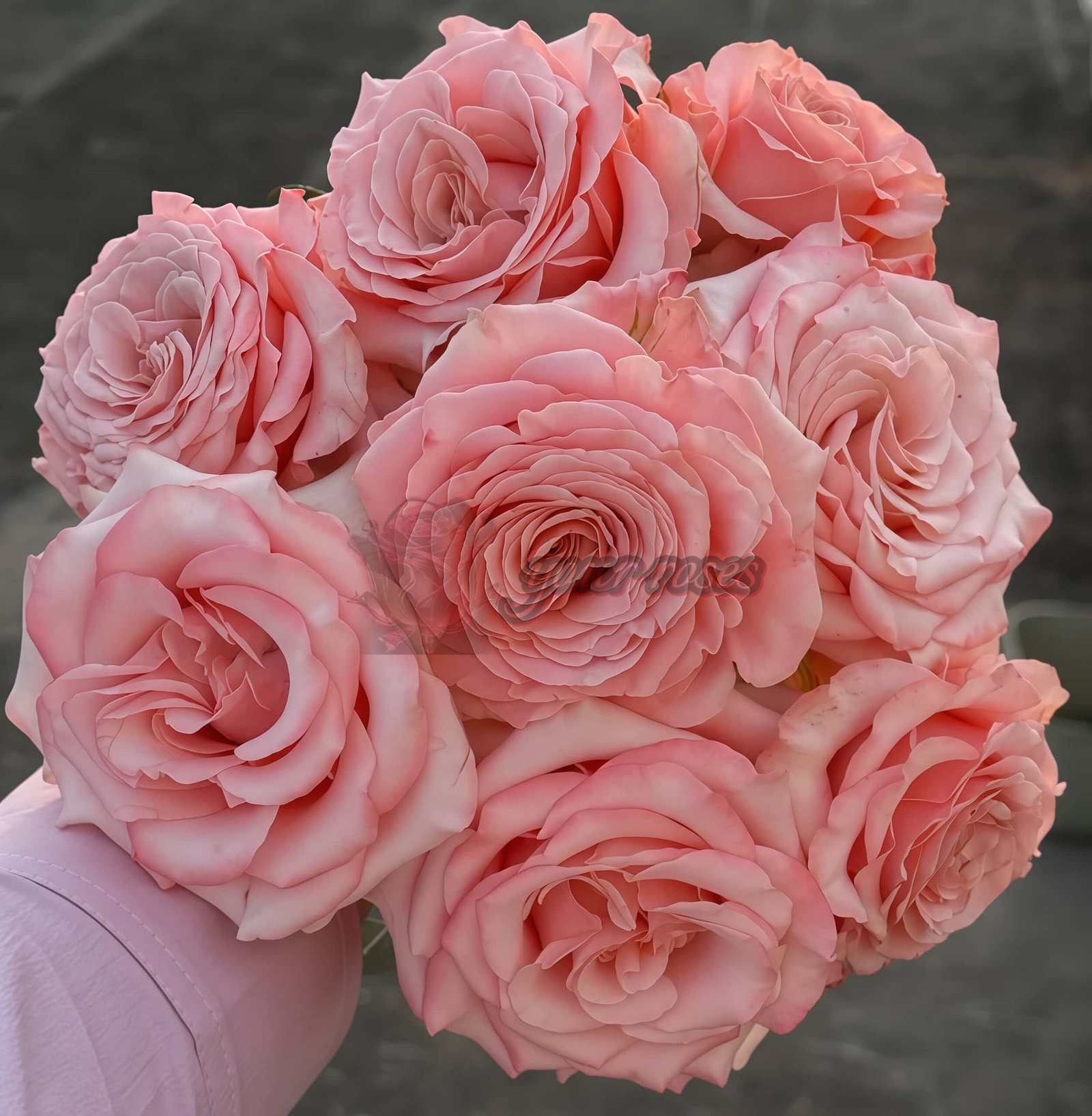 Dulzet Rose丨Your roses