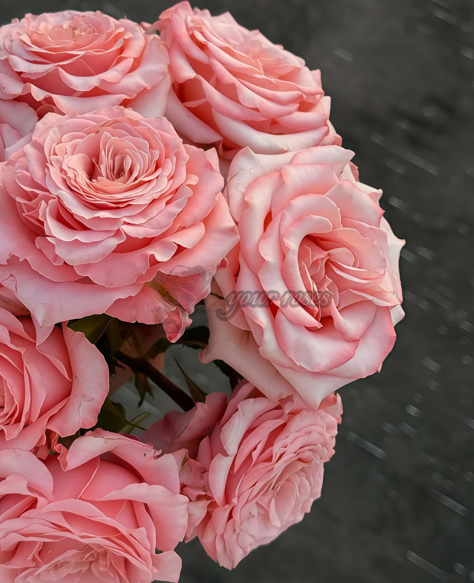 Dulzet Rose plant丨Your roses