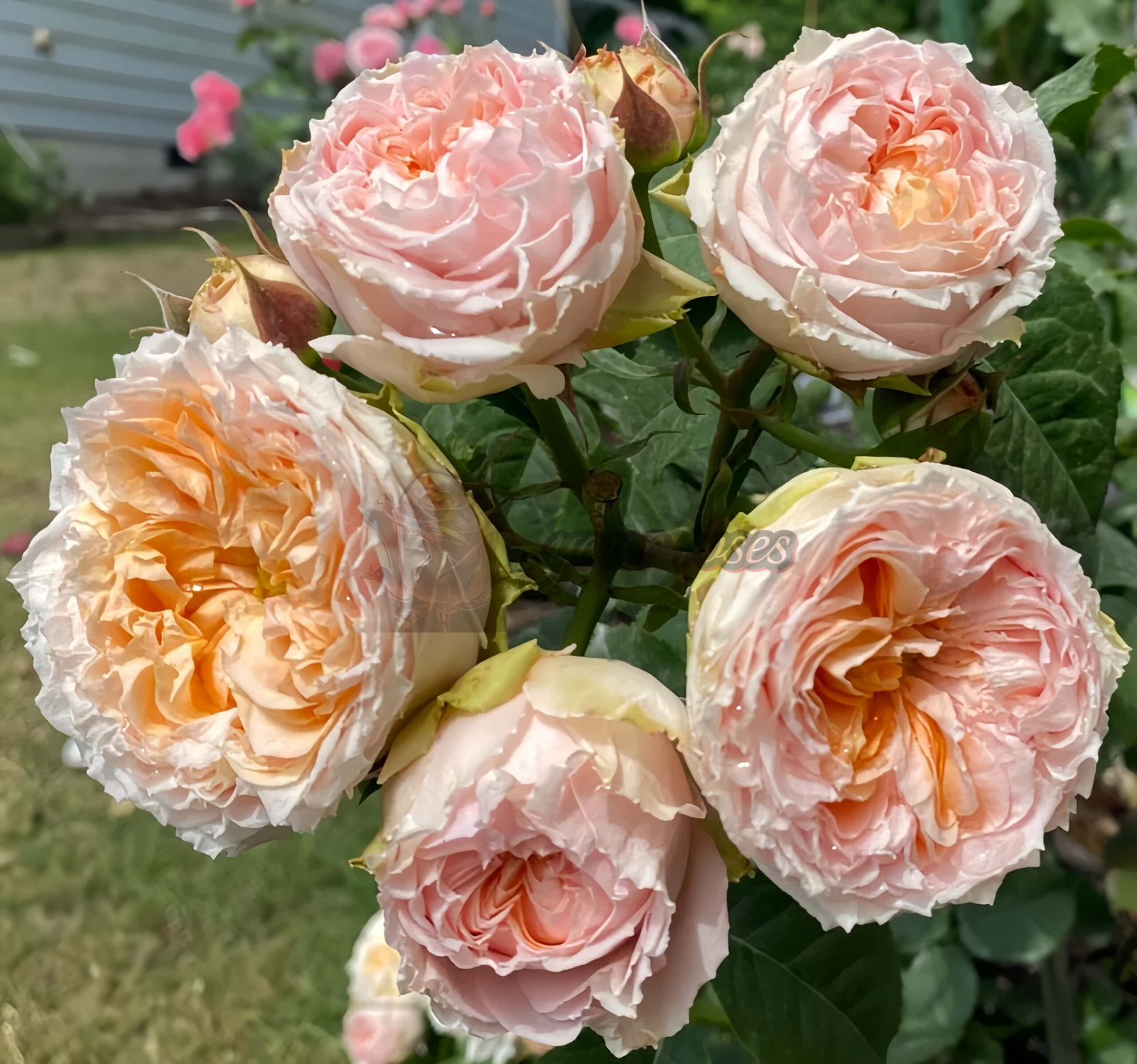 Georgià Peach Rose丨Your roses