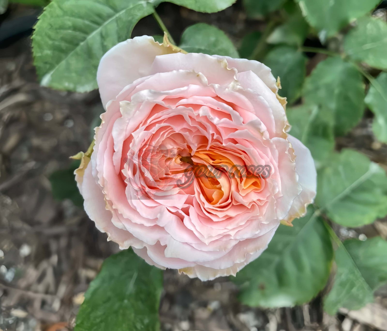 Georgià Peach Rose for sale丨Your roses