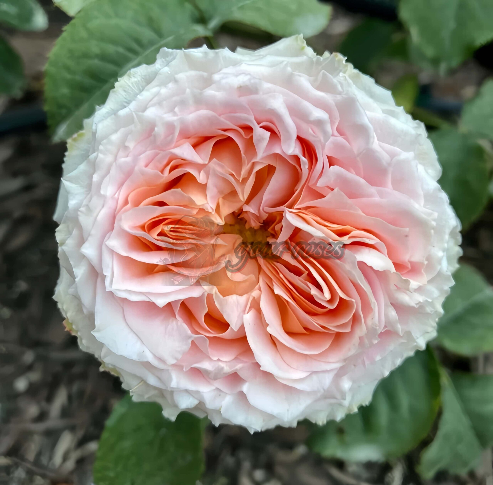 Georgià Peach Rose丨Your roses