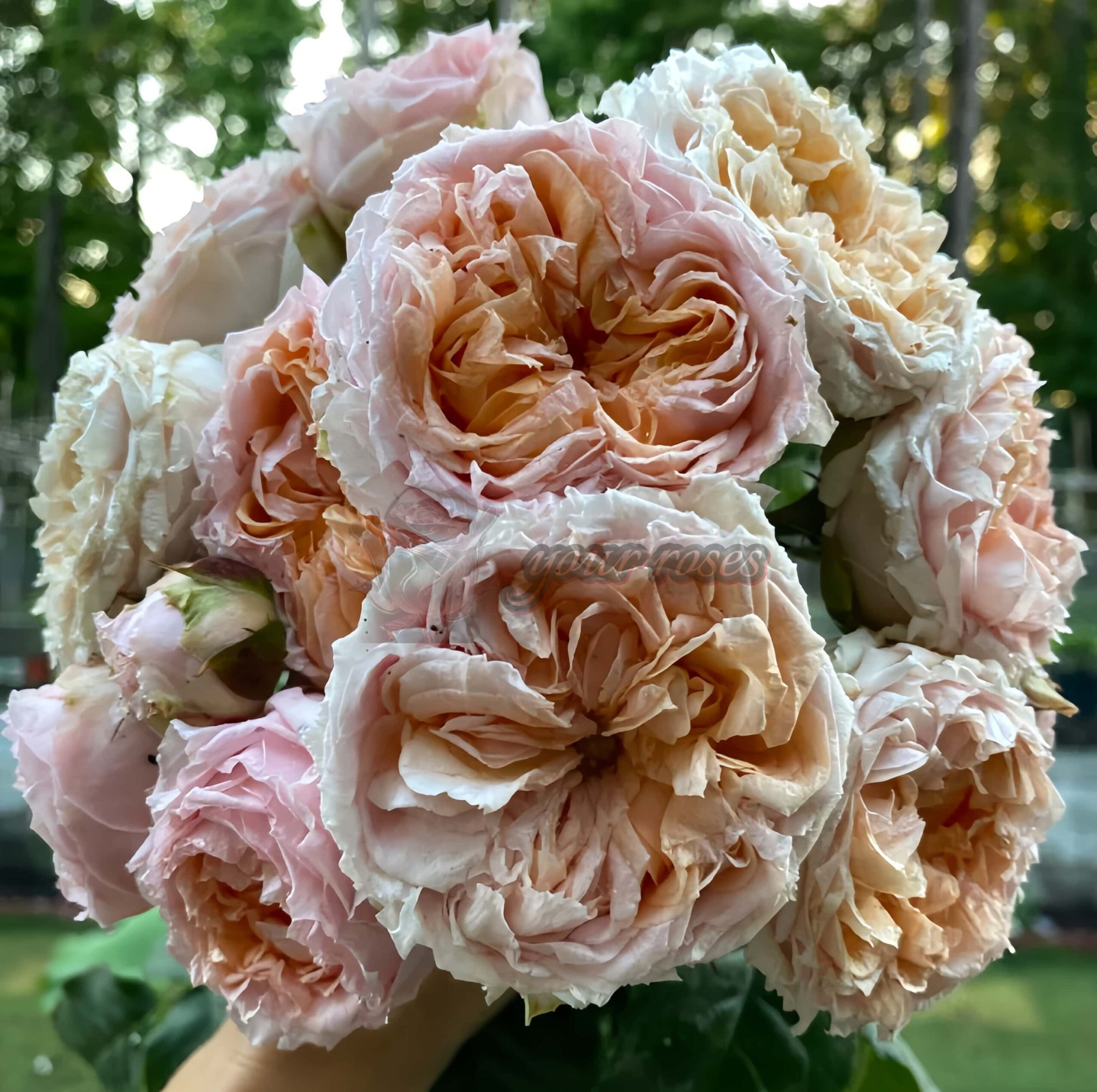 Georgià Peach Rose plant丨Your roses