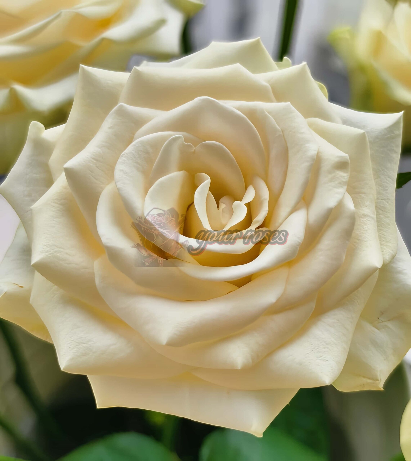 Little Butter Rose丨Your roses