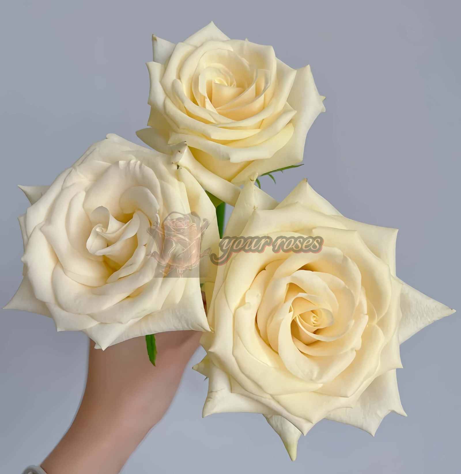Little Butter Rose for sale丨Your roses