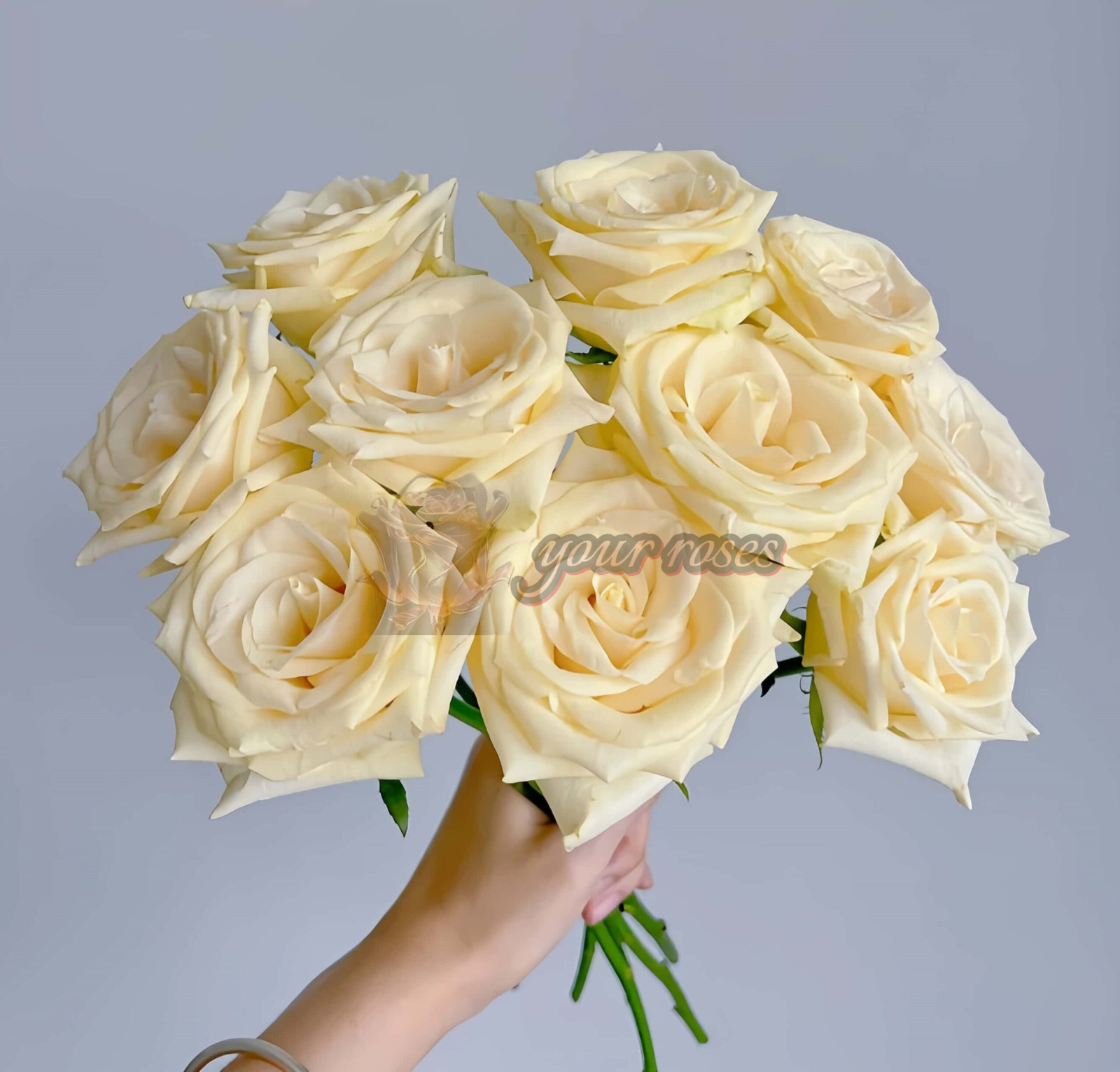 Little Butter Rose丨Your roses