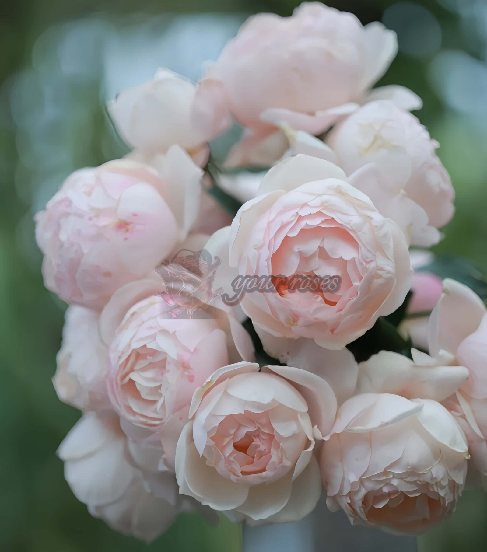 Madame Figaro Rose丨Your roses