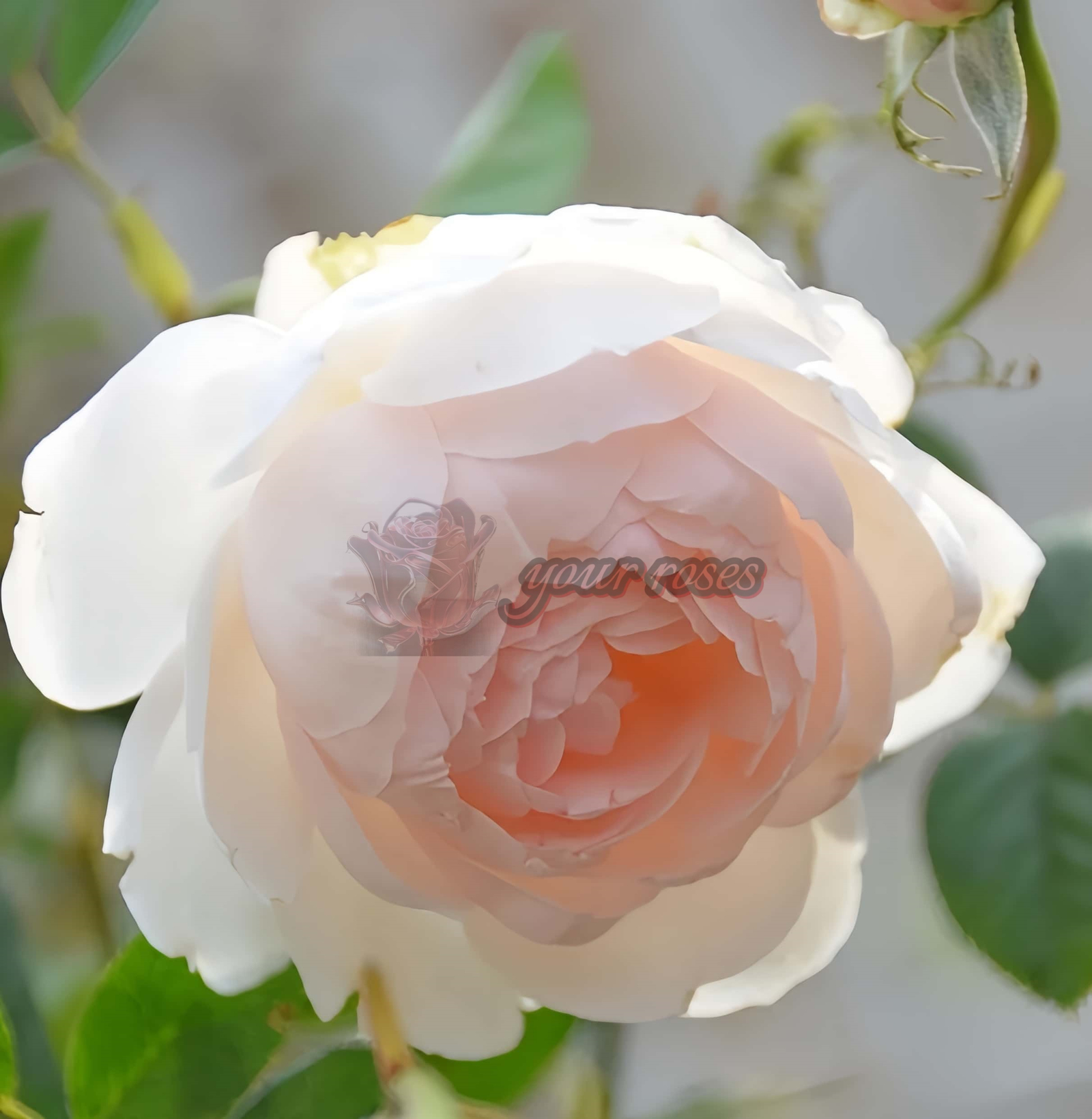 Madame Figaro Rose for sale丨Your roses