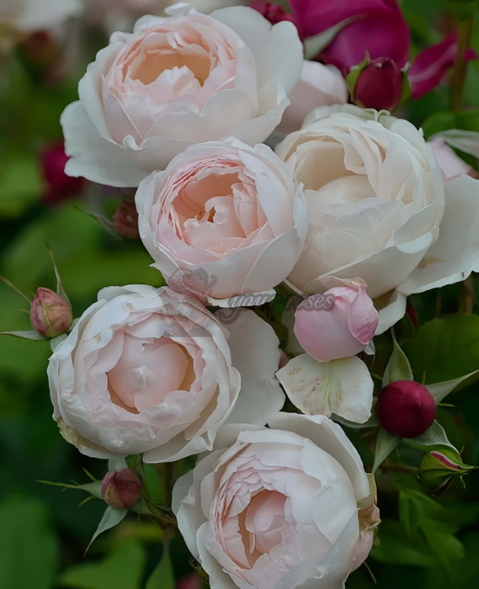 Madame Figaro Rose丨Your roses