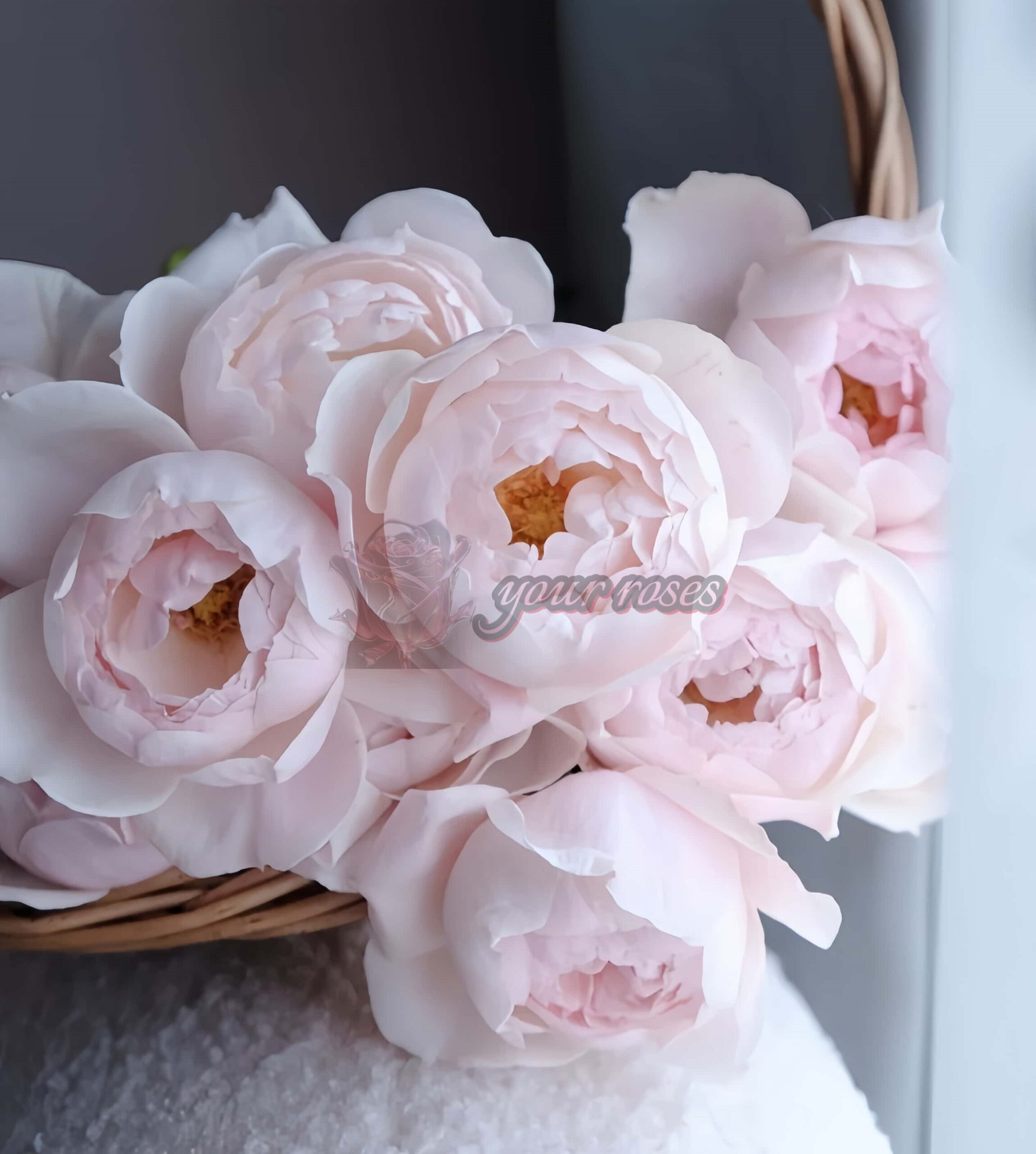 Madame Figaro Rose plant丨Your roses