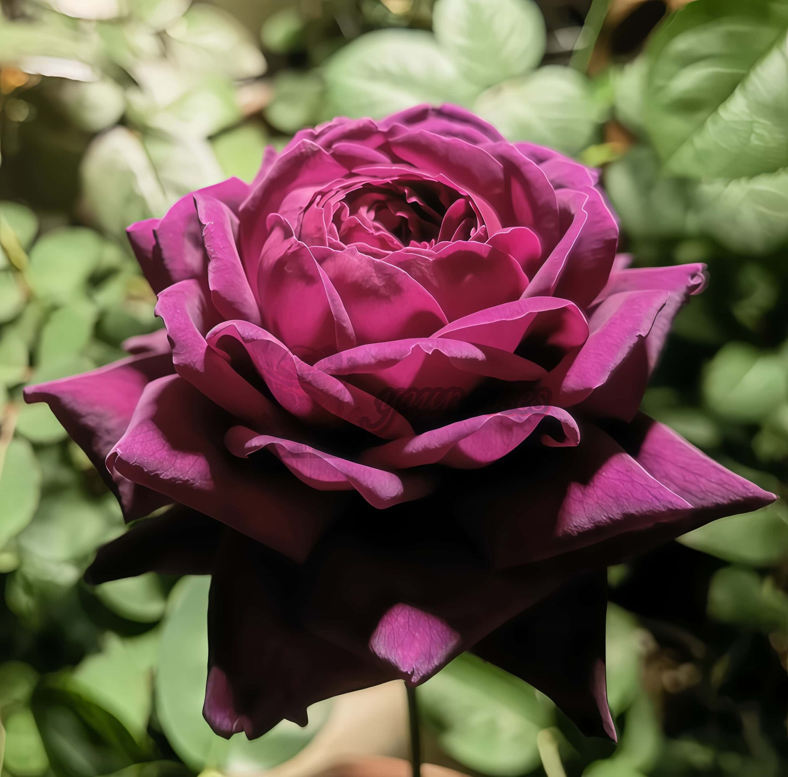 Mayo Rose丨Your roses