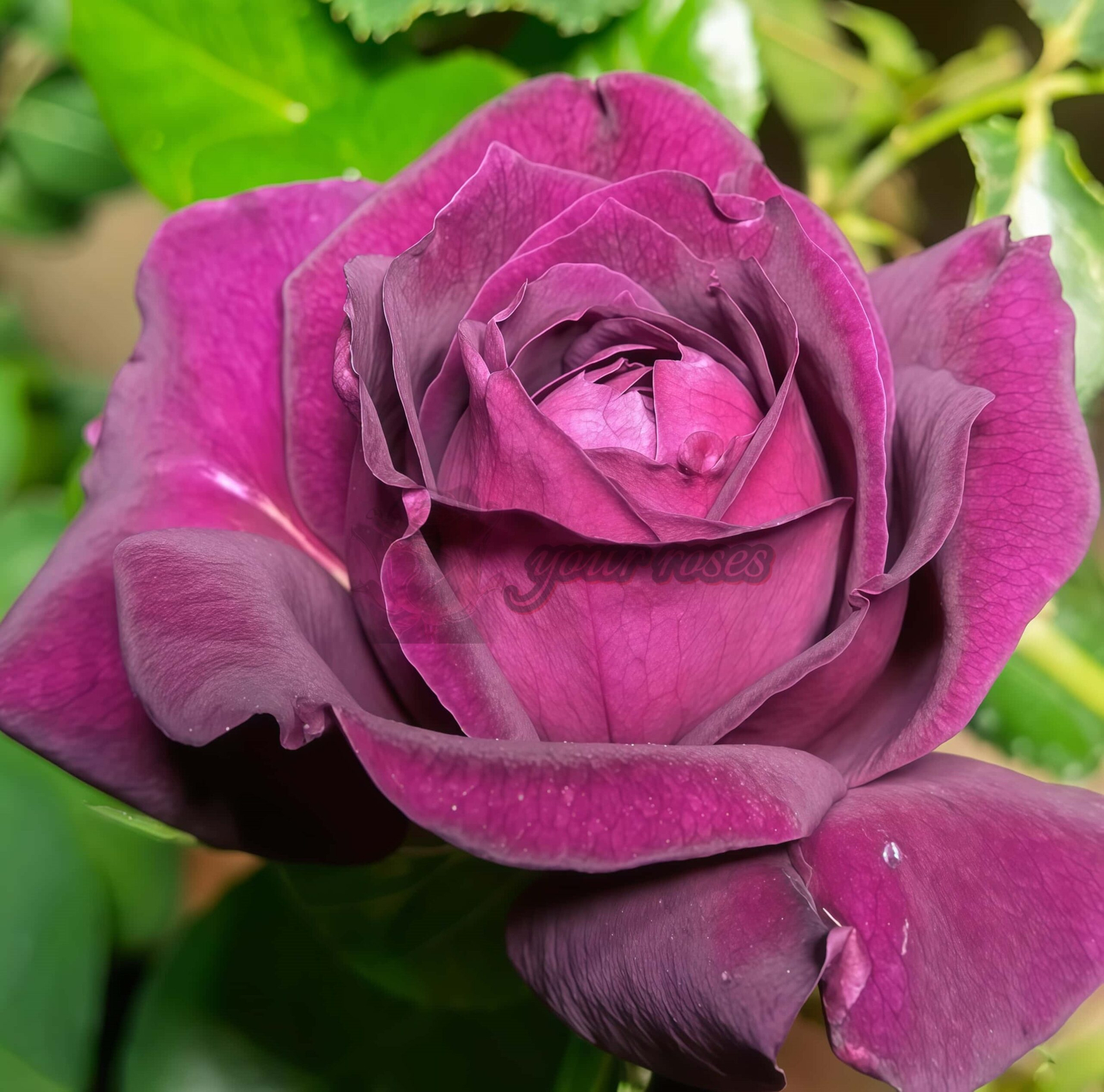 Mayo Rose plant丨Your roses