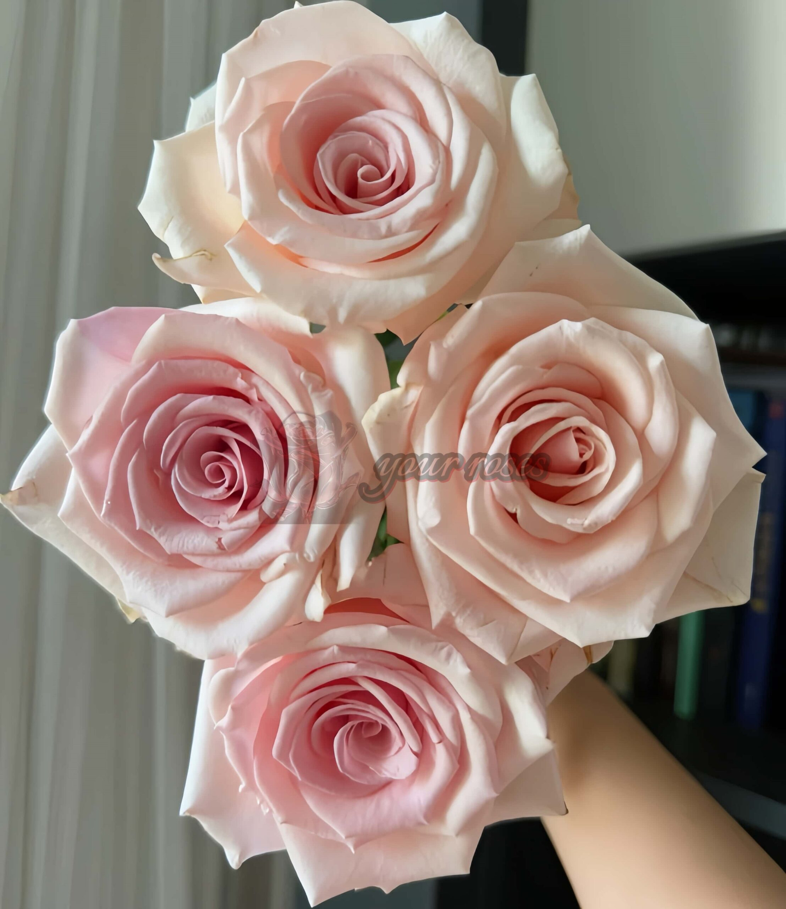 Peach Flavor Rose for sale丨Your roses