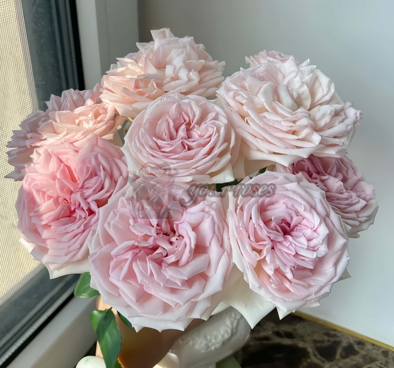 Pretty Karen Rose丨Your roses