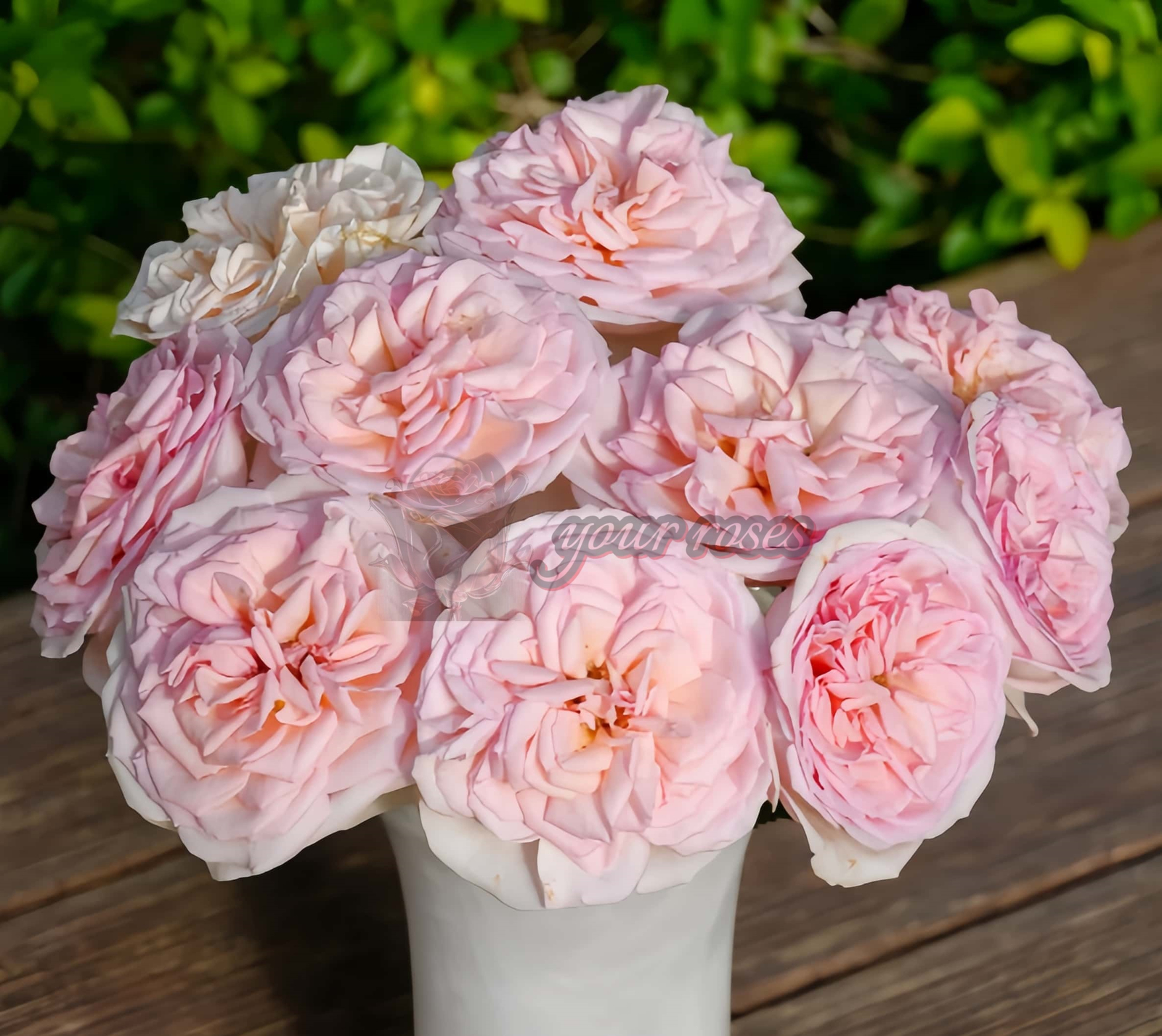 Pretty Karen Rose for sale丨Your roses