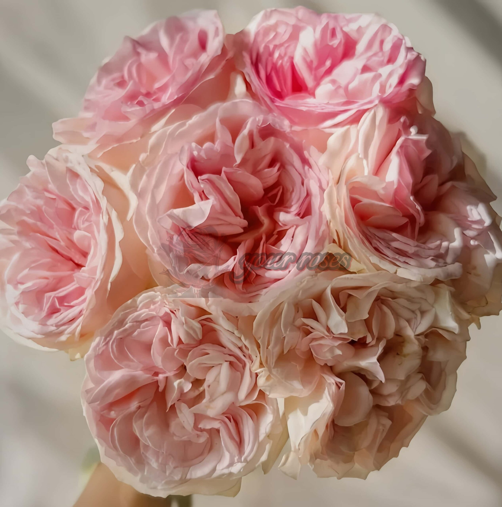 Pretty Karen Rose丨Your roses