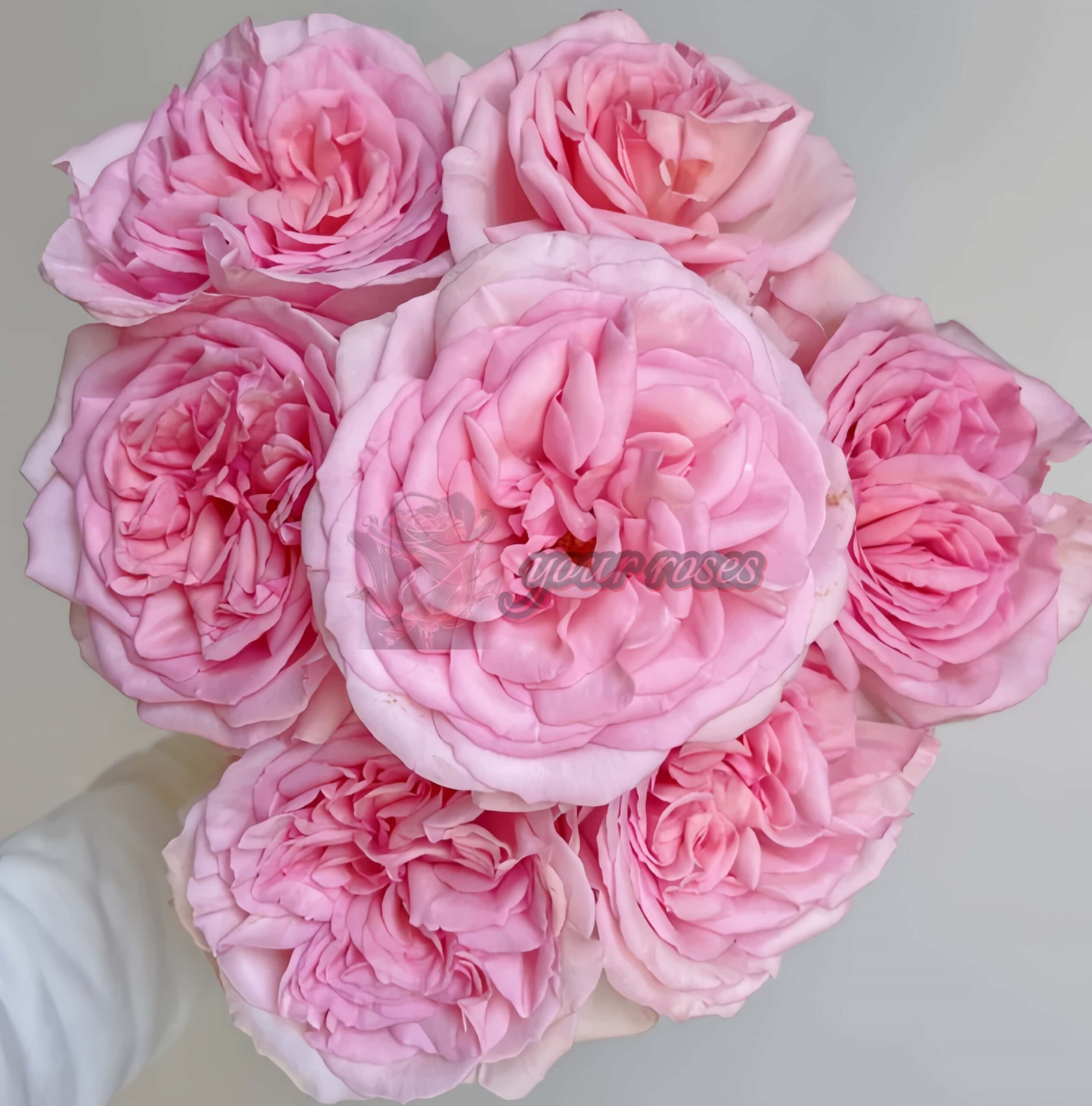Pretty Karen Rose plant丨Your roses