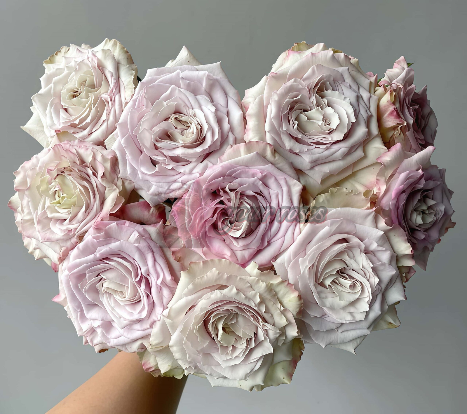 Pronto Rose丨Your roses