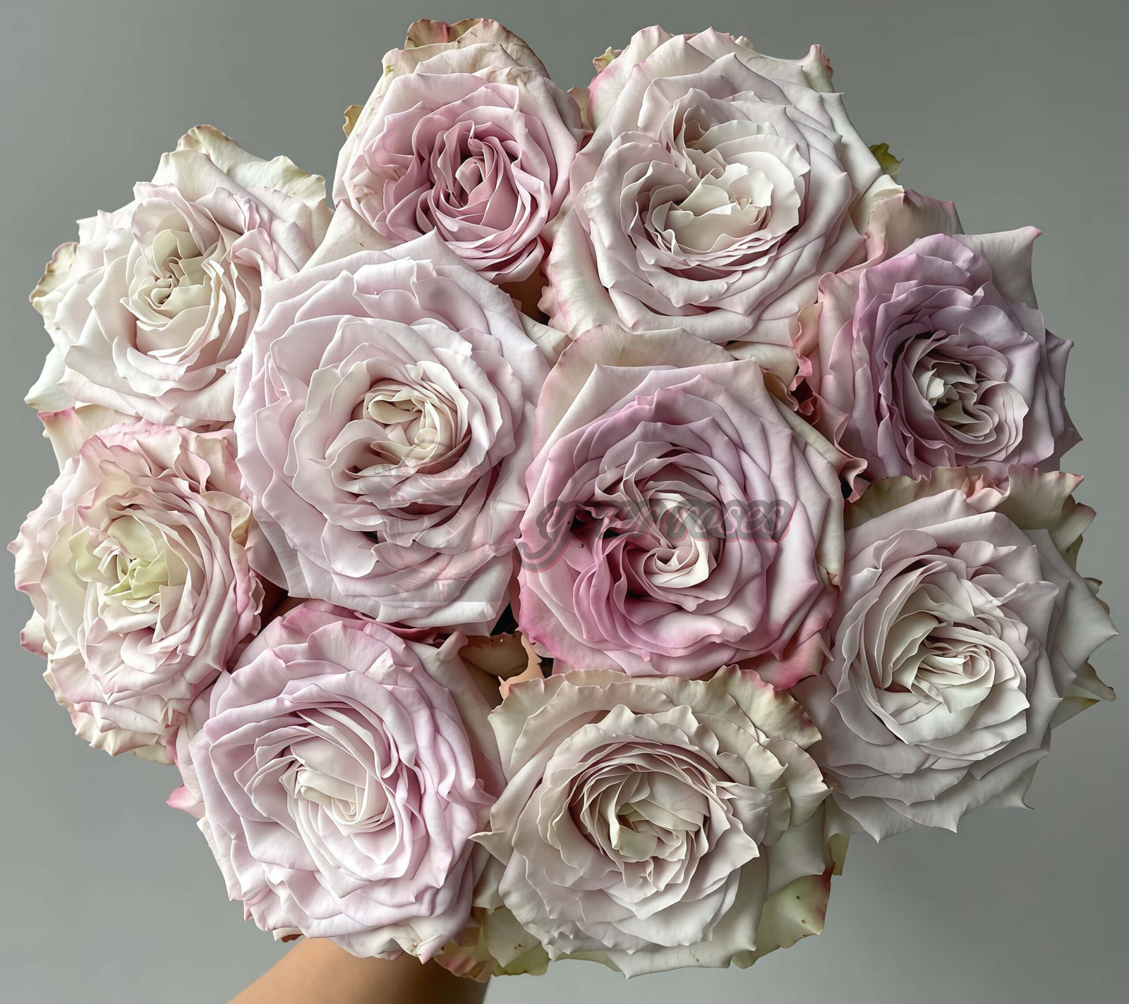 Pronto Rose for sale丨Your roses