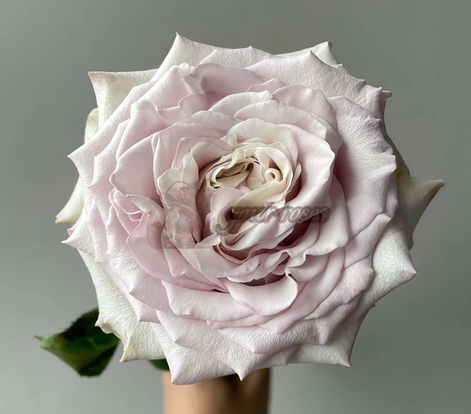 Pronto Rose丨Your roses