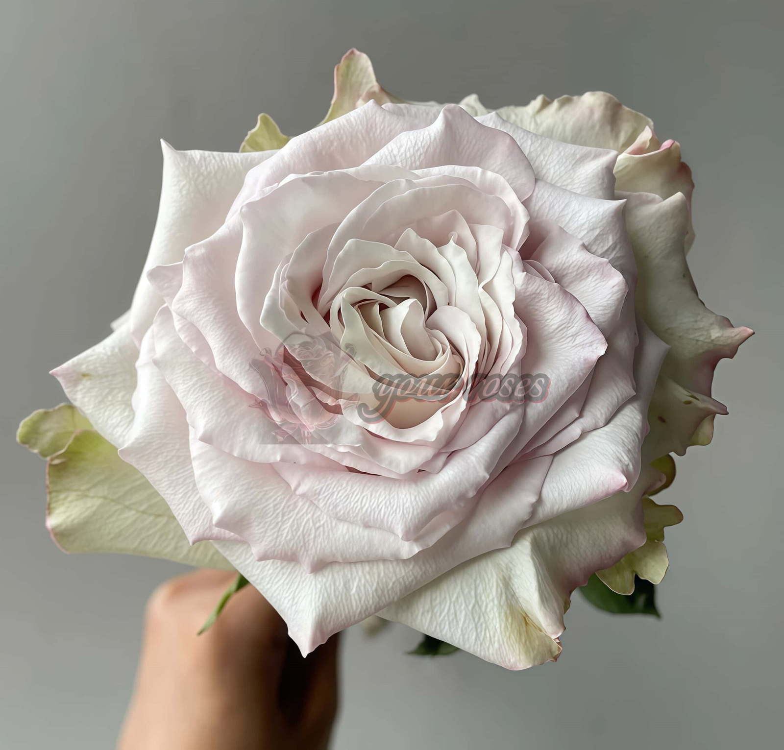 Pronto Rose plant丨Your roses