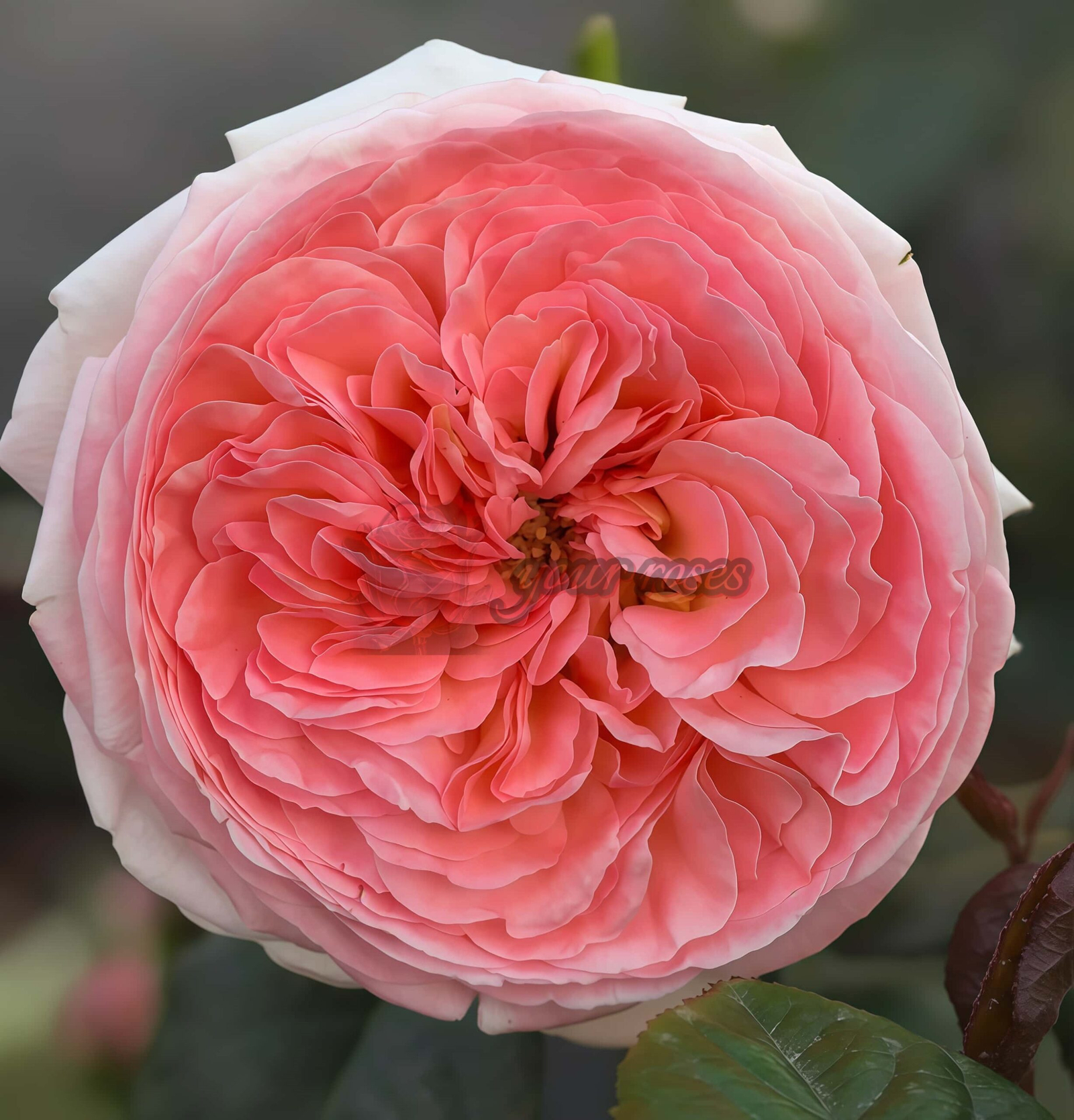 Randra Rose丨Your roses