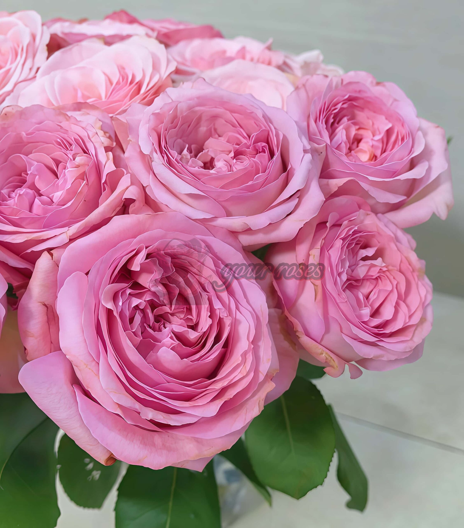 Randra Rose plant丨Your roses