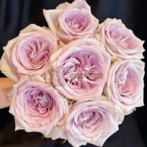 Silver Gem Rose for sale丨Your roses