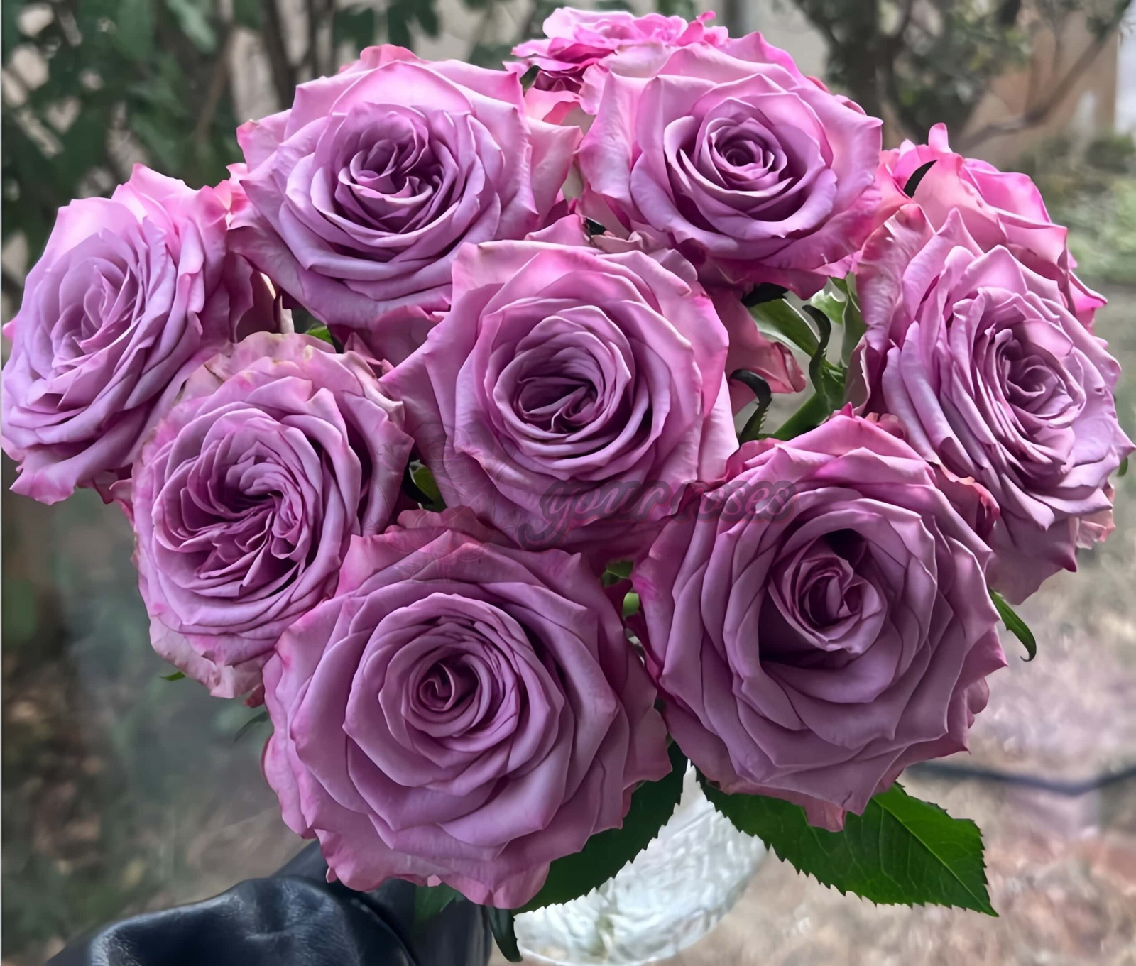 Su Mei Zi Rose丨Your roses