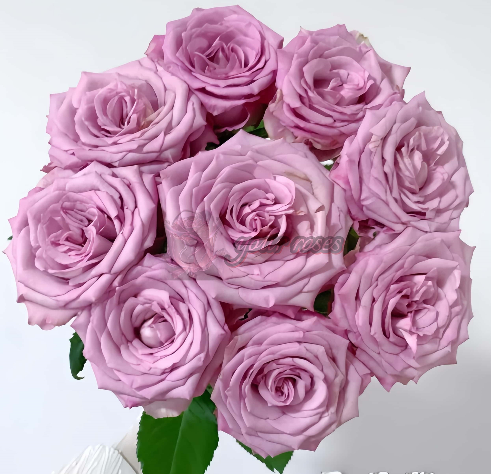 Su Mei Zi Rose plant丨Your roses