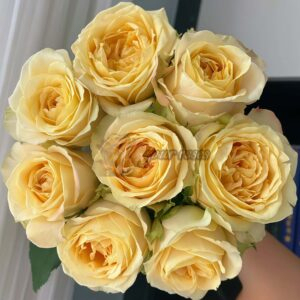 Summer Sun Rose for sale丨Your roses