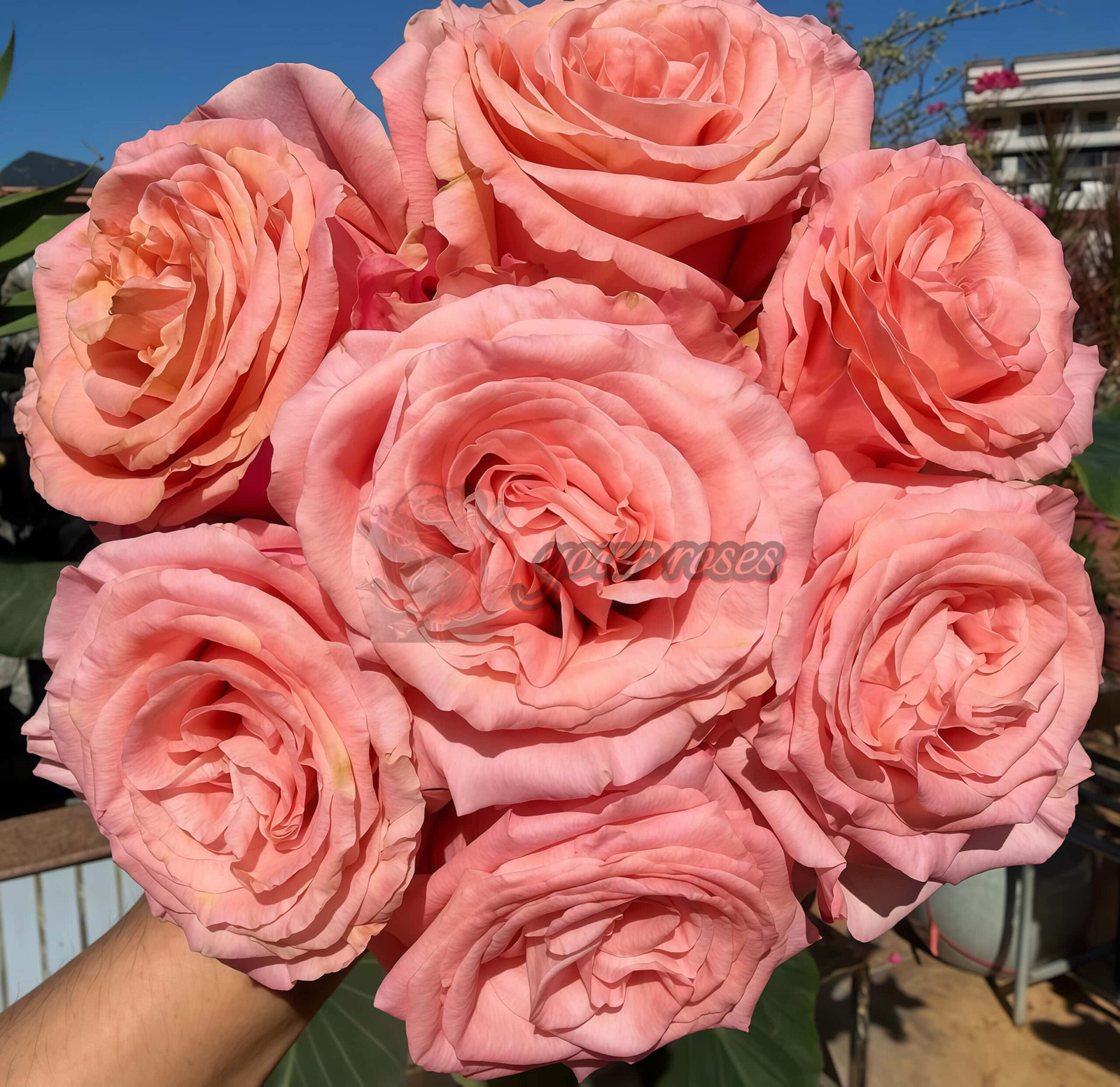 Superstition Rose丨Your roses