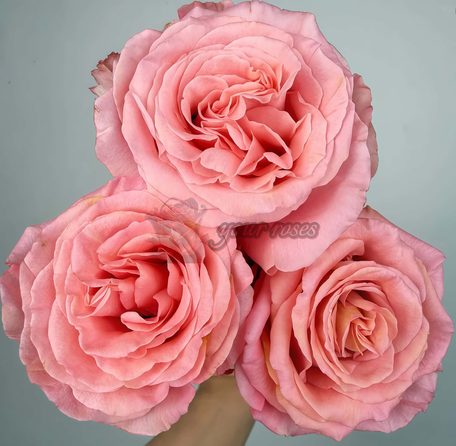 Superstition Rose for sale丨Your roses