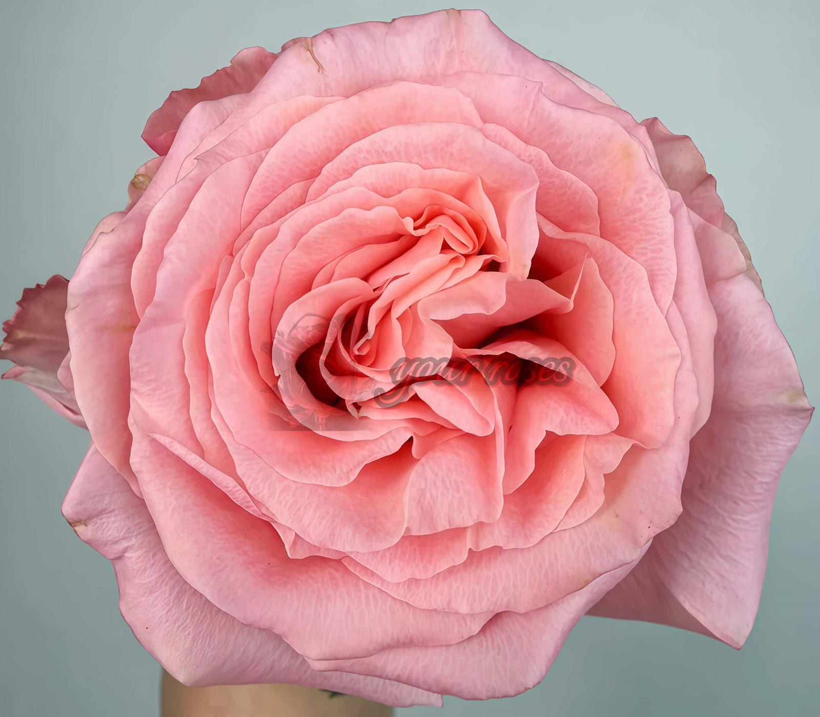 Superstition Rose丨Your roses