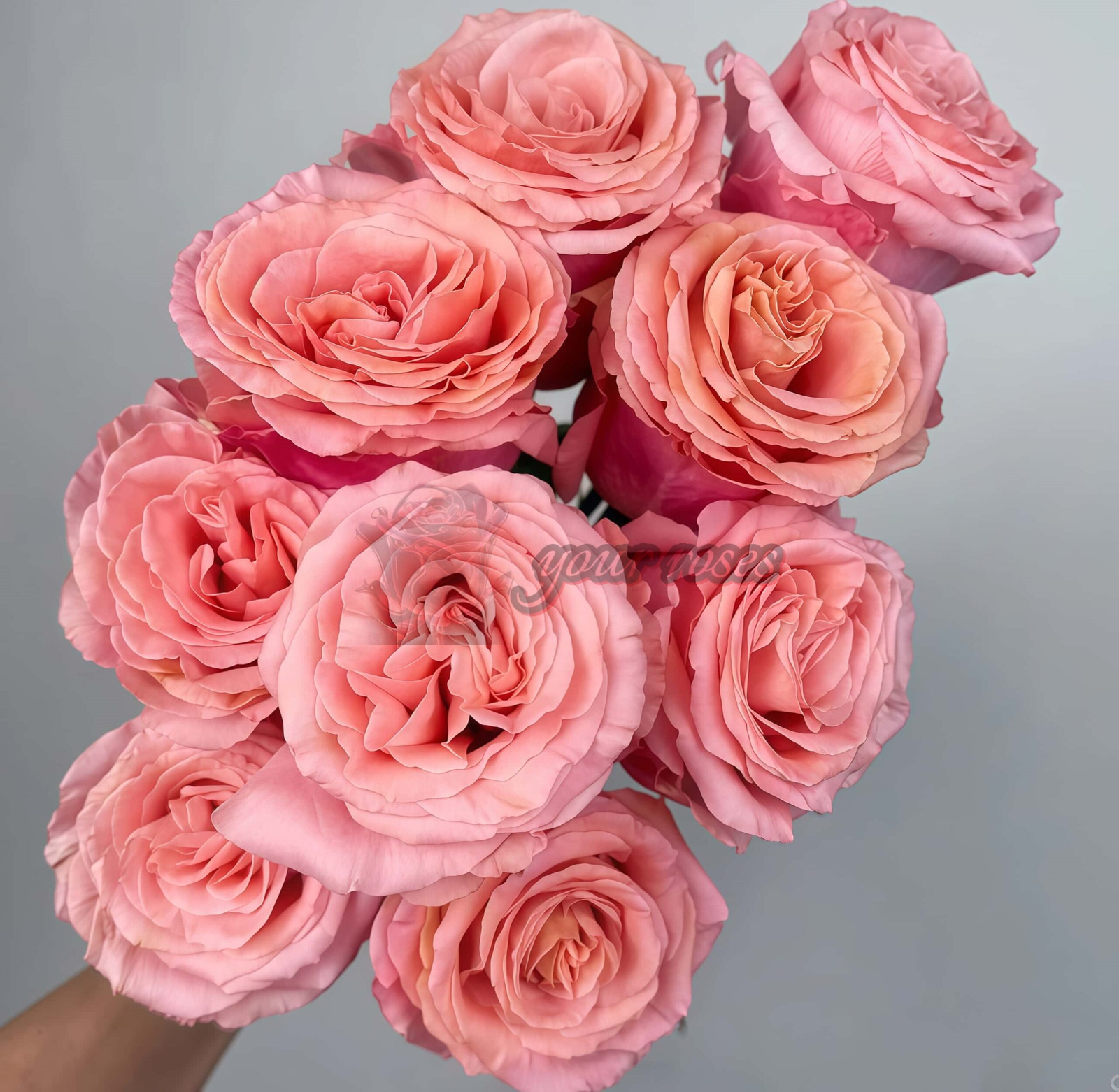 Superstition Rose plant丨Your roses