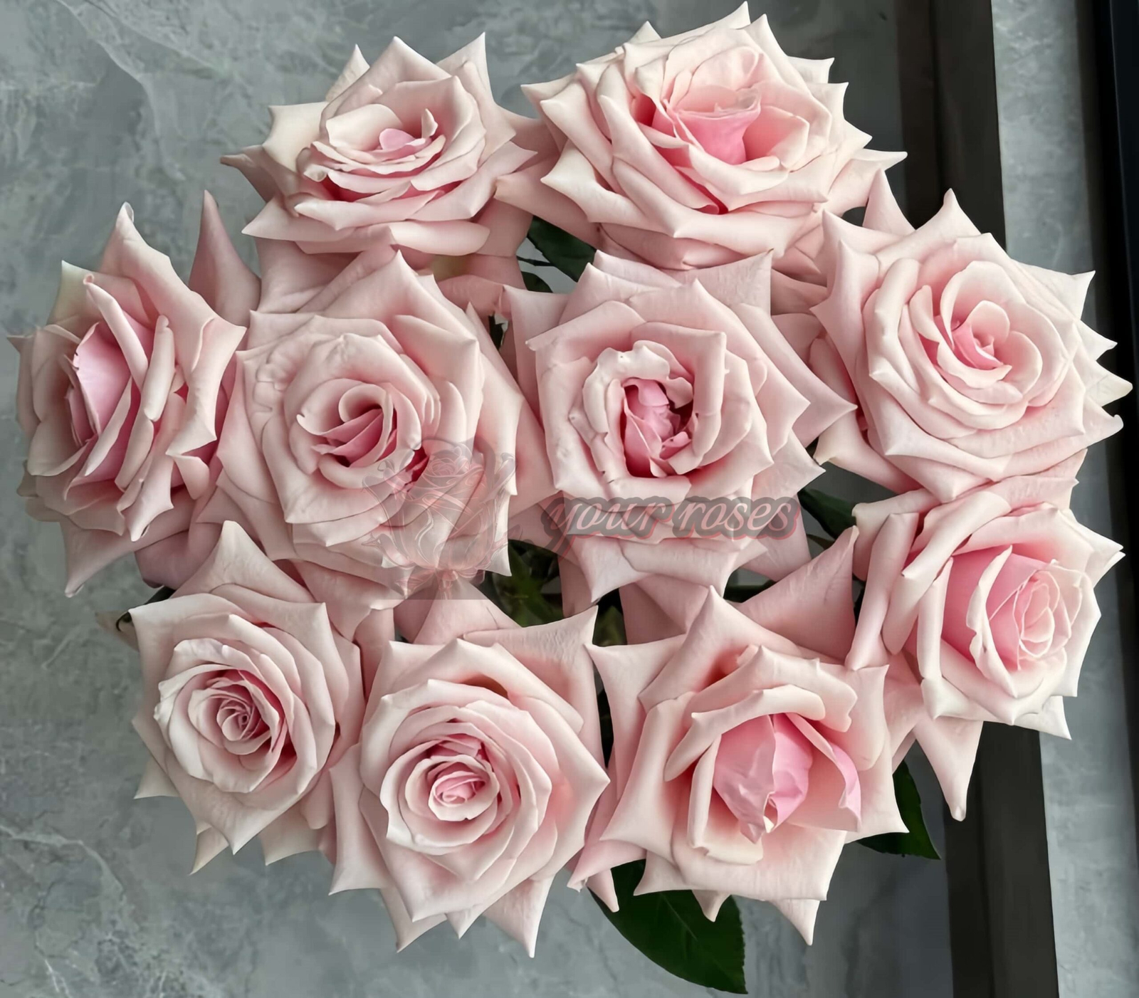 Sweet Belle Rose丨Your roses