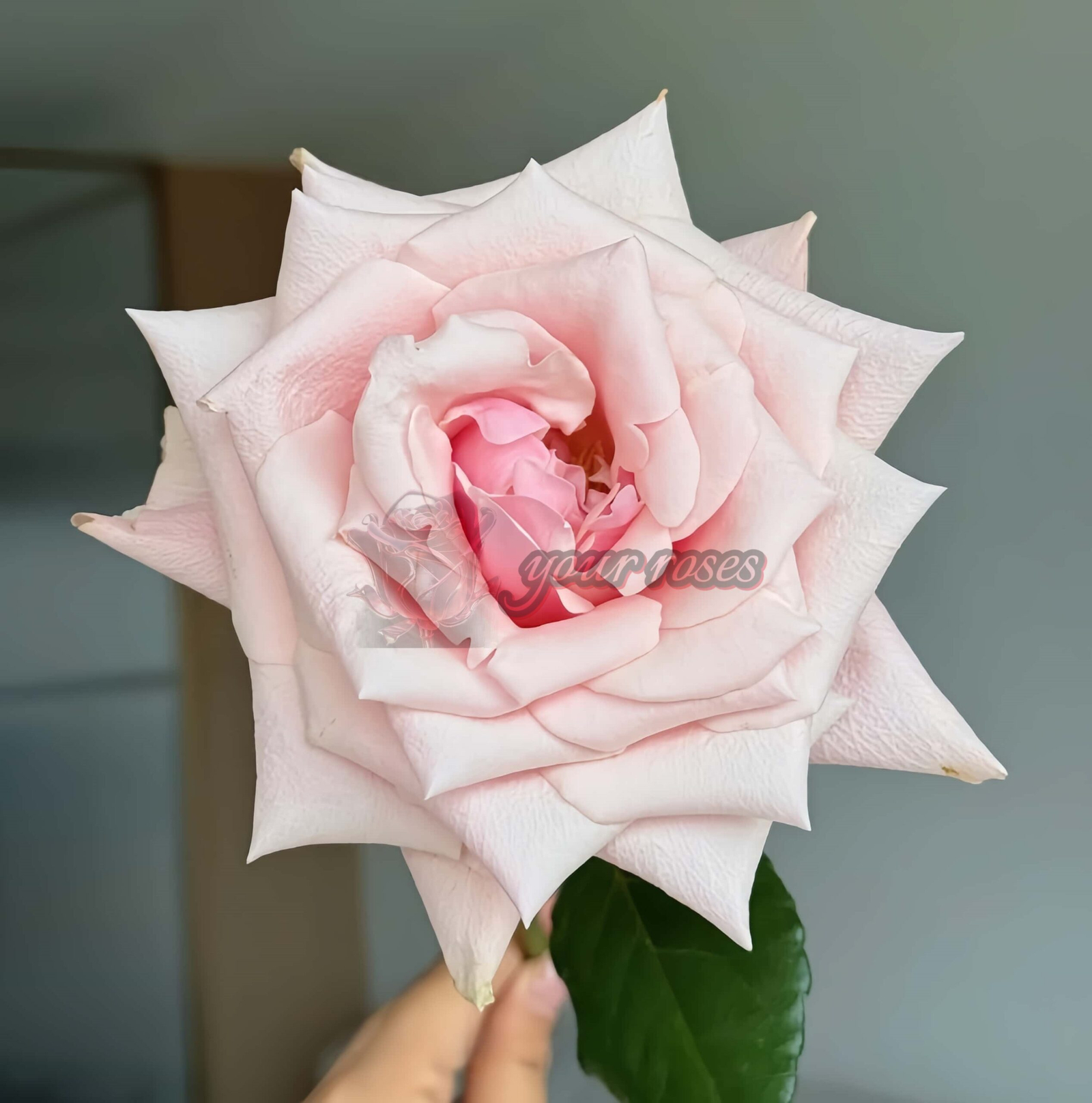 Sweet Belle Rose for sale丨Your roses