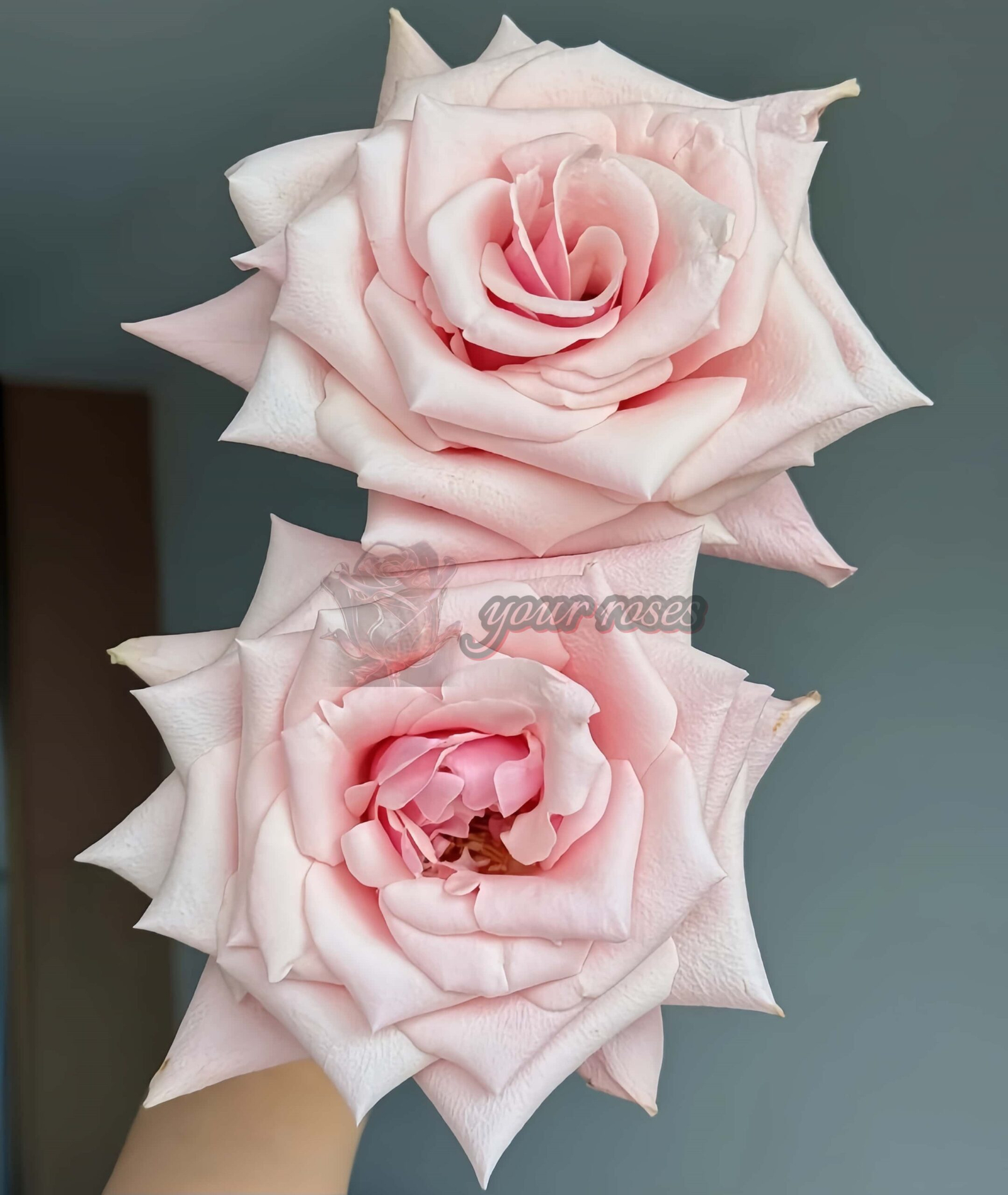 Sweet Belle Rose plant丨Your roses