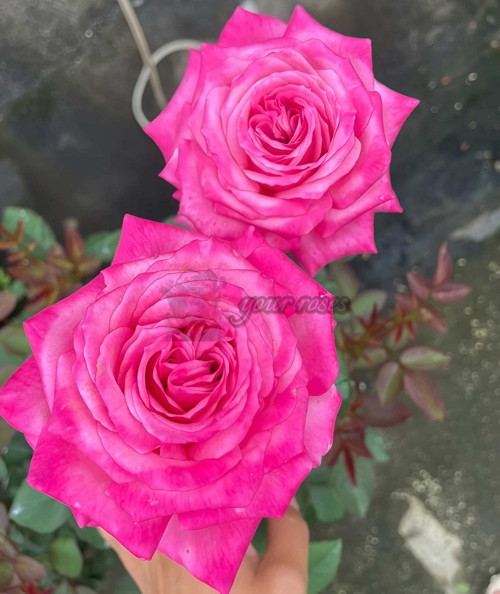 Taozhuo Lantian Rose丨Your roses