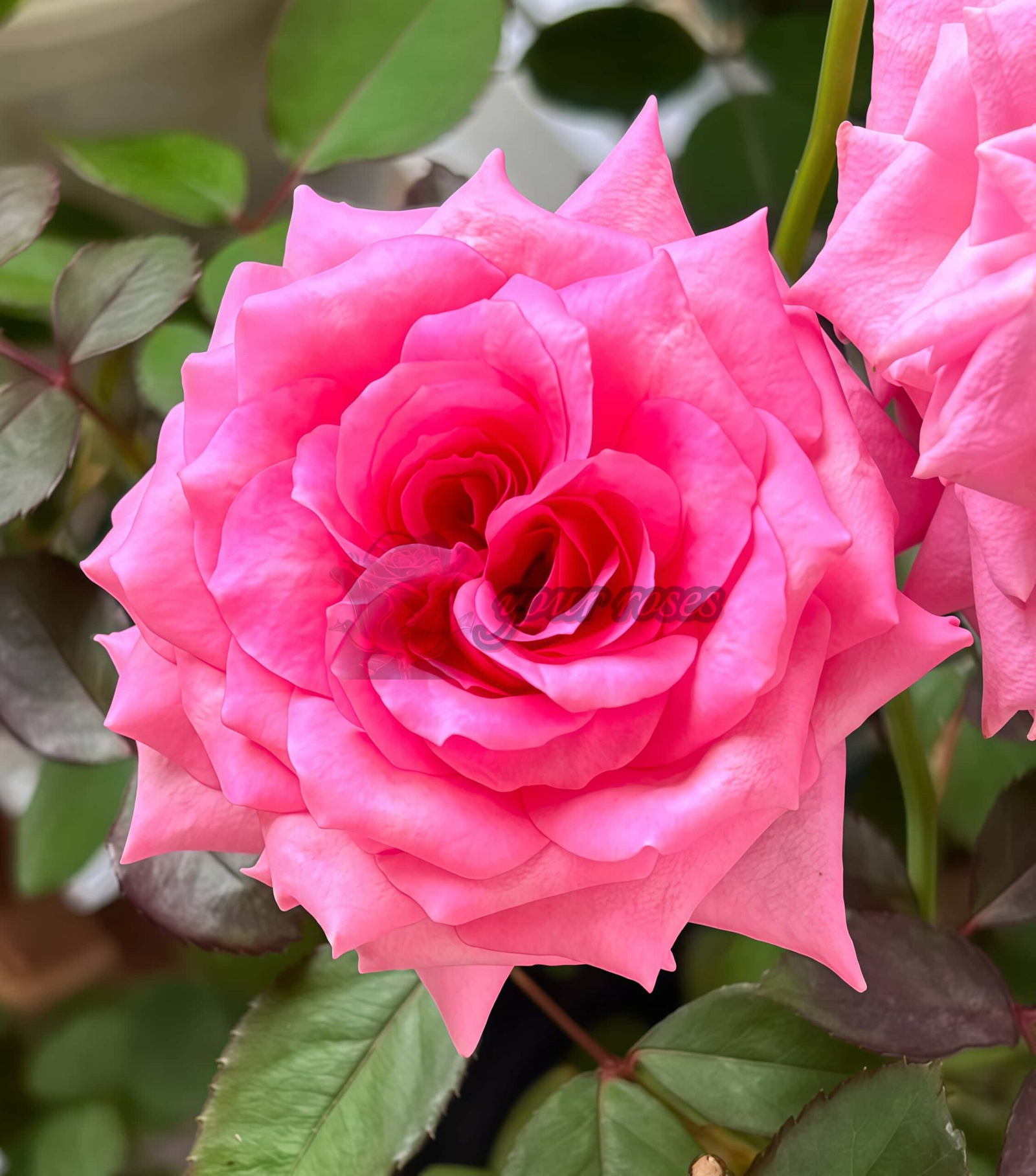 Taozhuo Lantian Rose丨Your roses