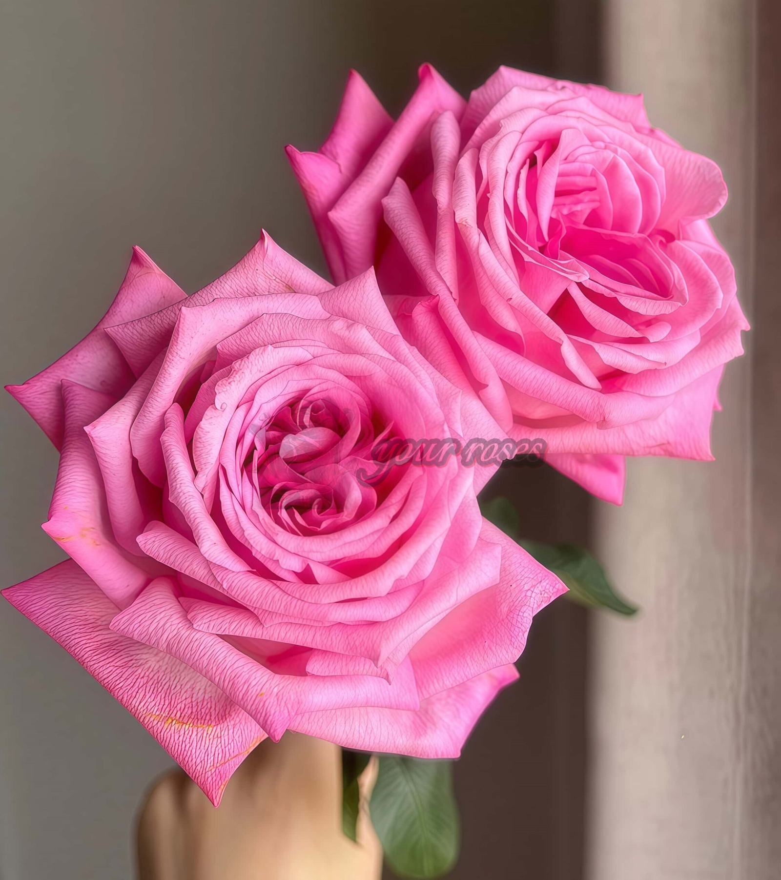 Taozhuo Lantian Rose plant丨Your roses