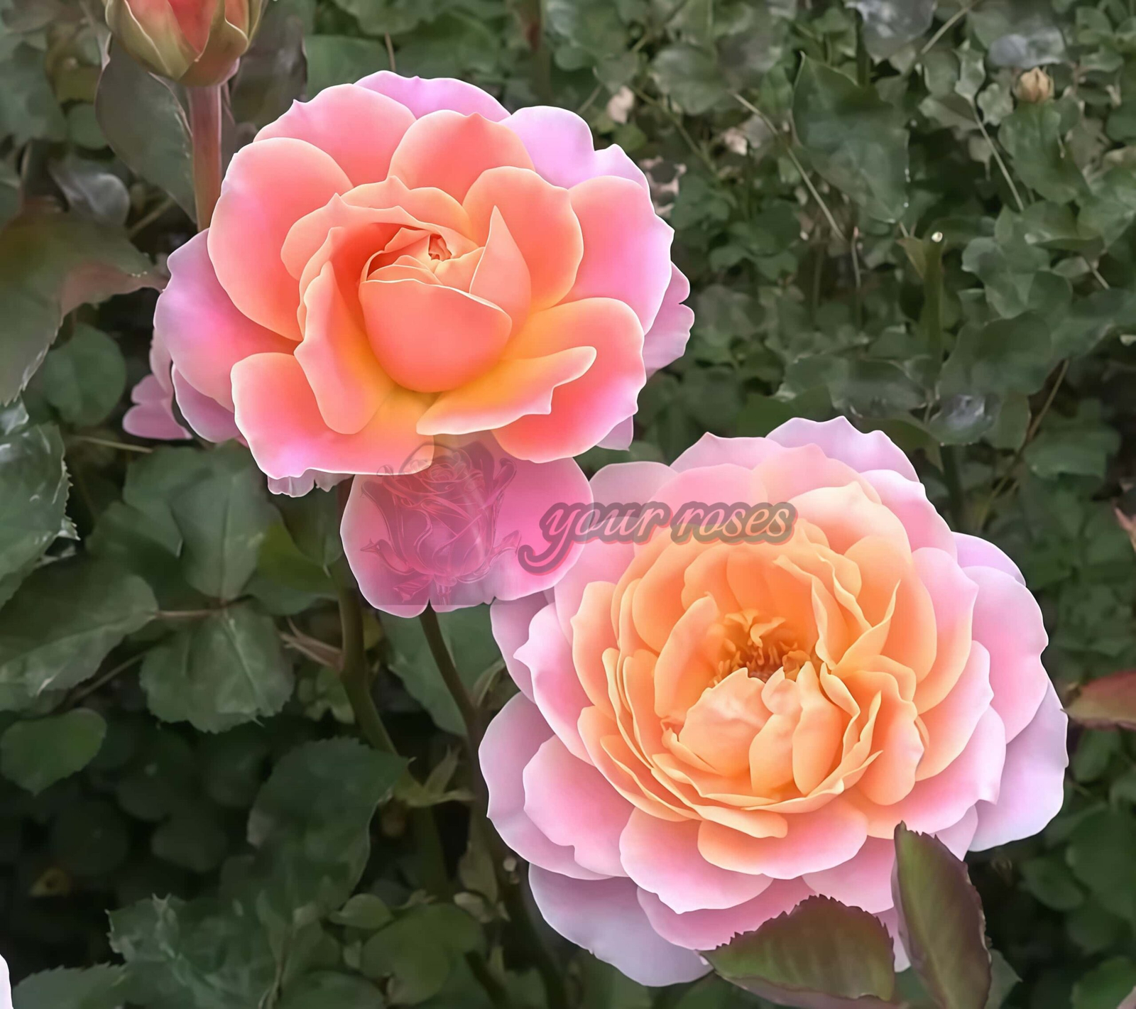 Tapestry Rose for sale丨Your roses