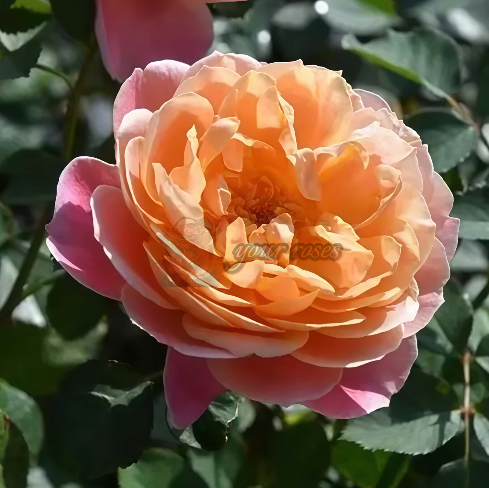 Tapestry Rose丨Your roses