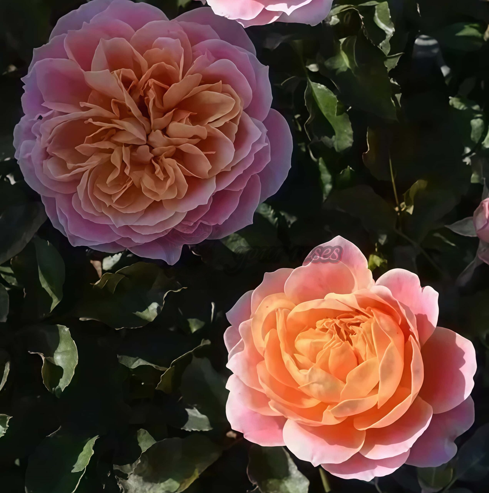 Tapestry Rose plant丨Your roses