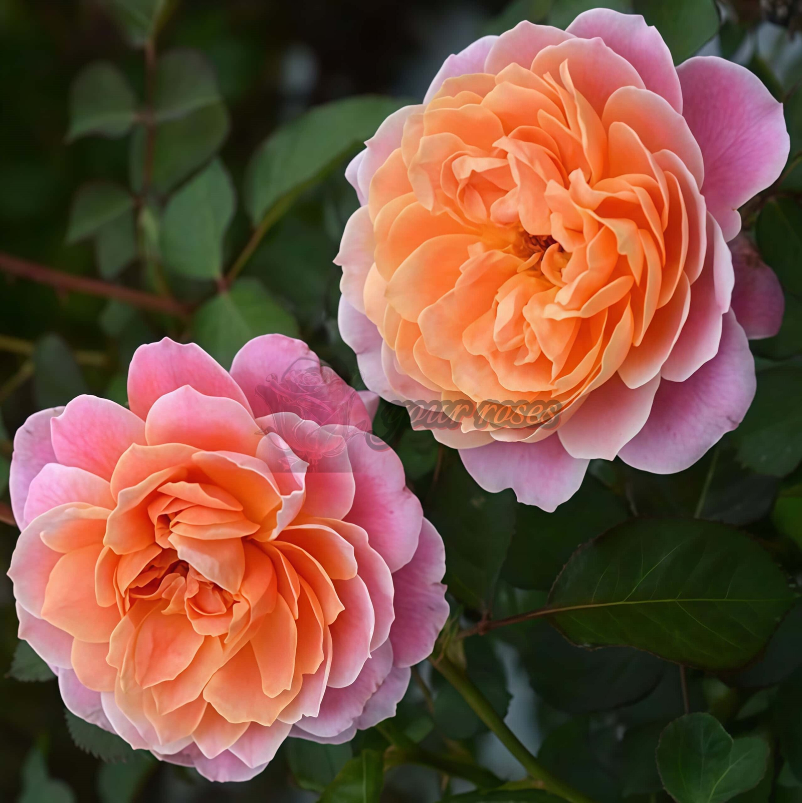 Tapestry Rose丨Your roses